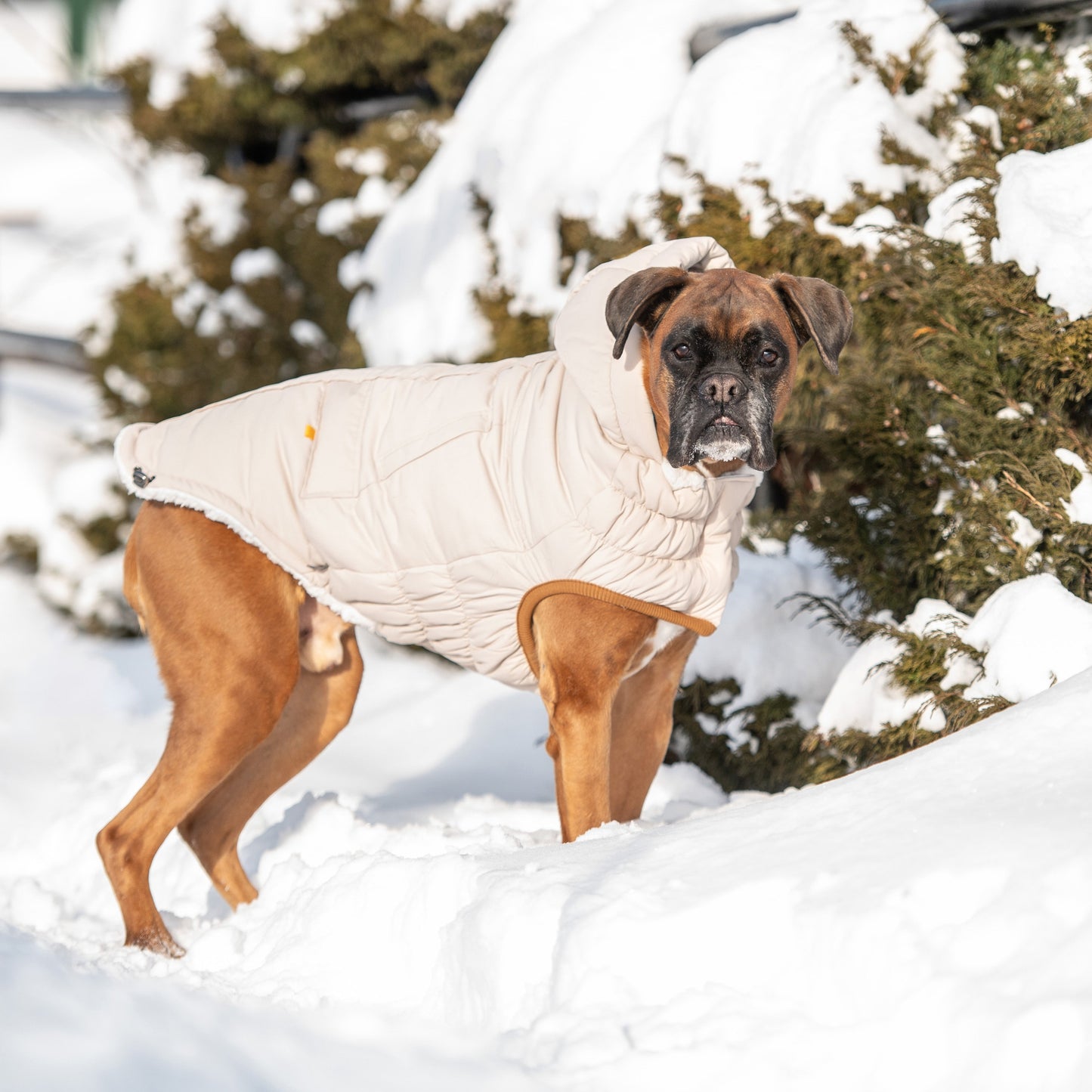Dog Jacket – Arctic Parka Ultra Puff Sherpa