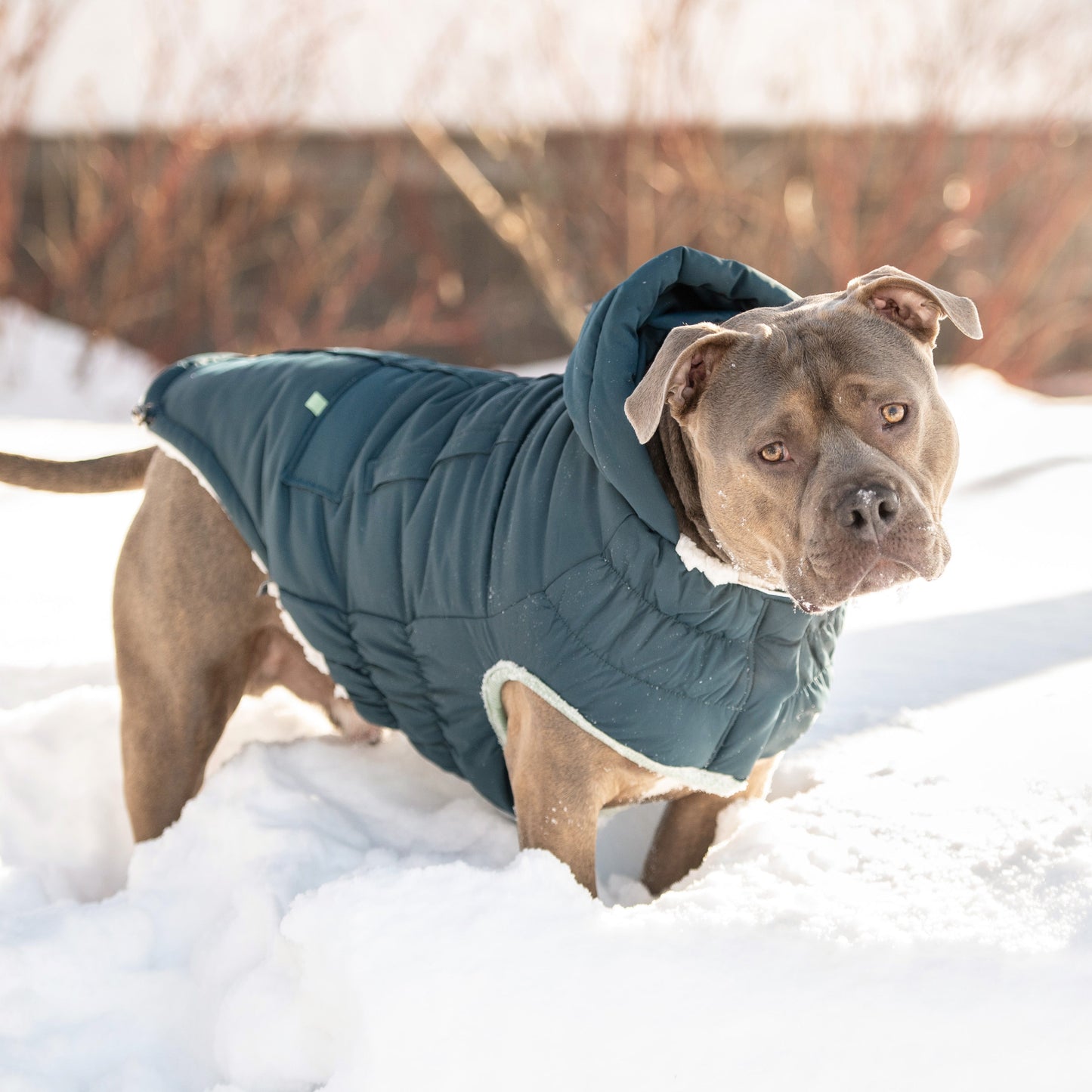 Arctic Dog Parka – Teal | Elasto-FIT Winter Jacket