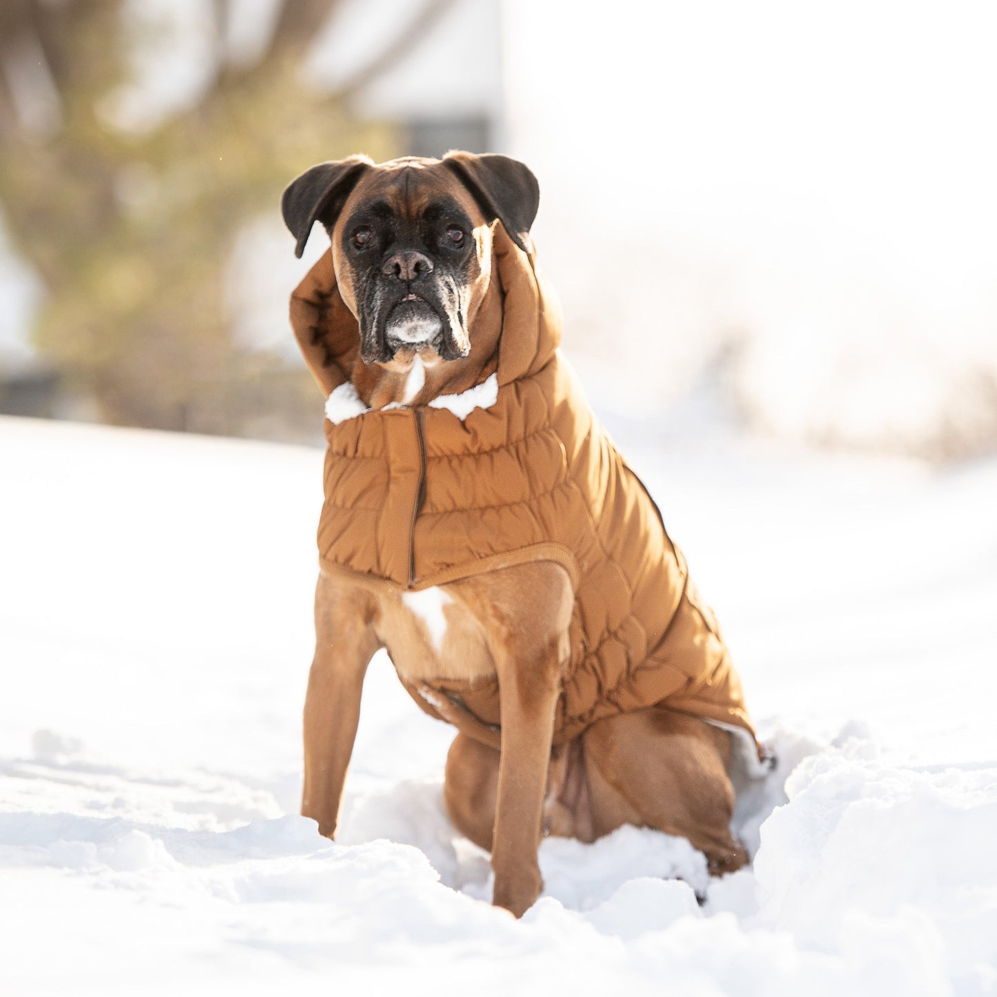 Arctic Dog Parka – Wood | Elasto-FIT Winter Jacket