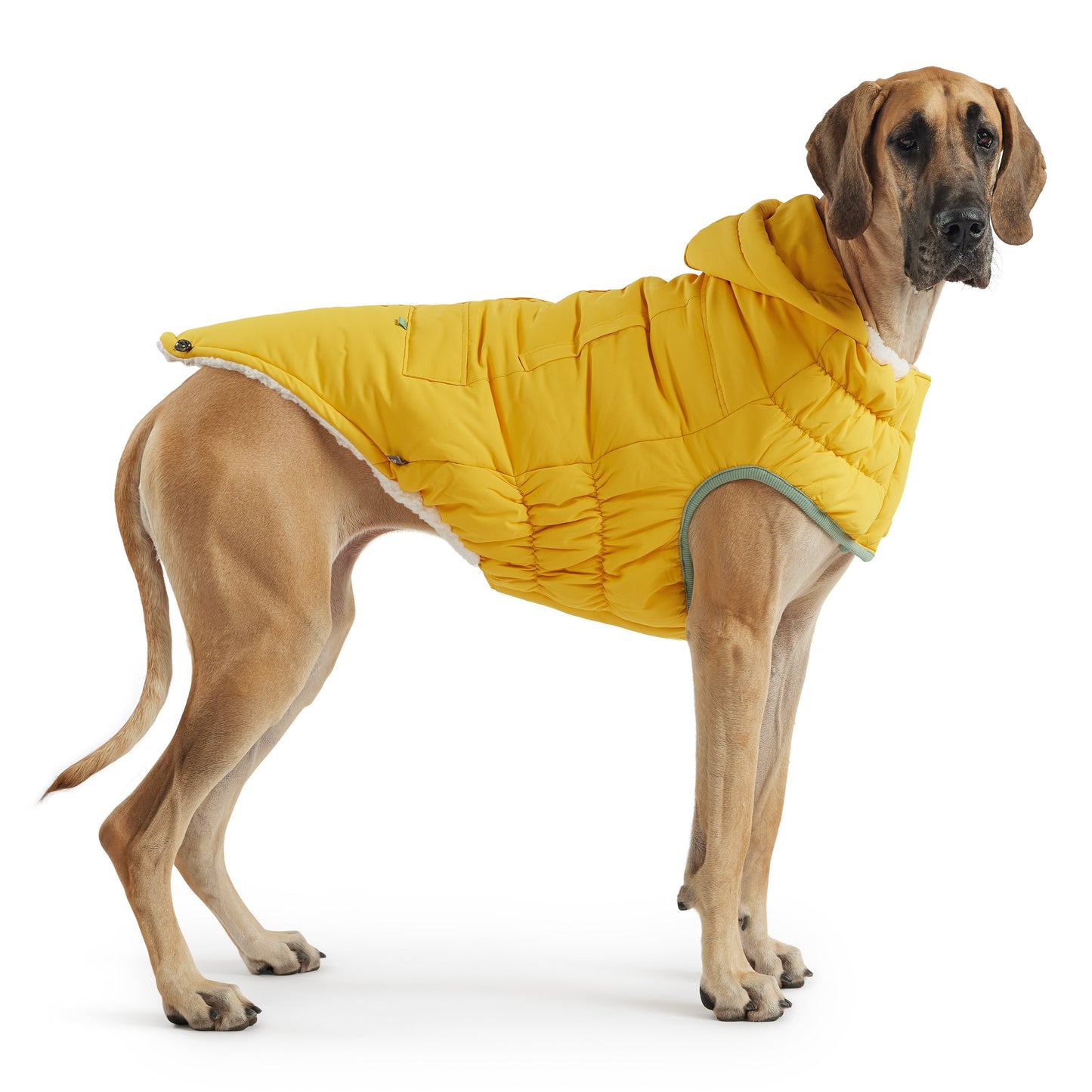 Arctic Dog Parka – Yellow | Elasto-FIT Winter Jacket