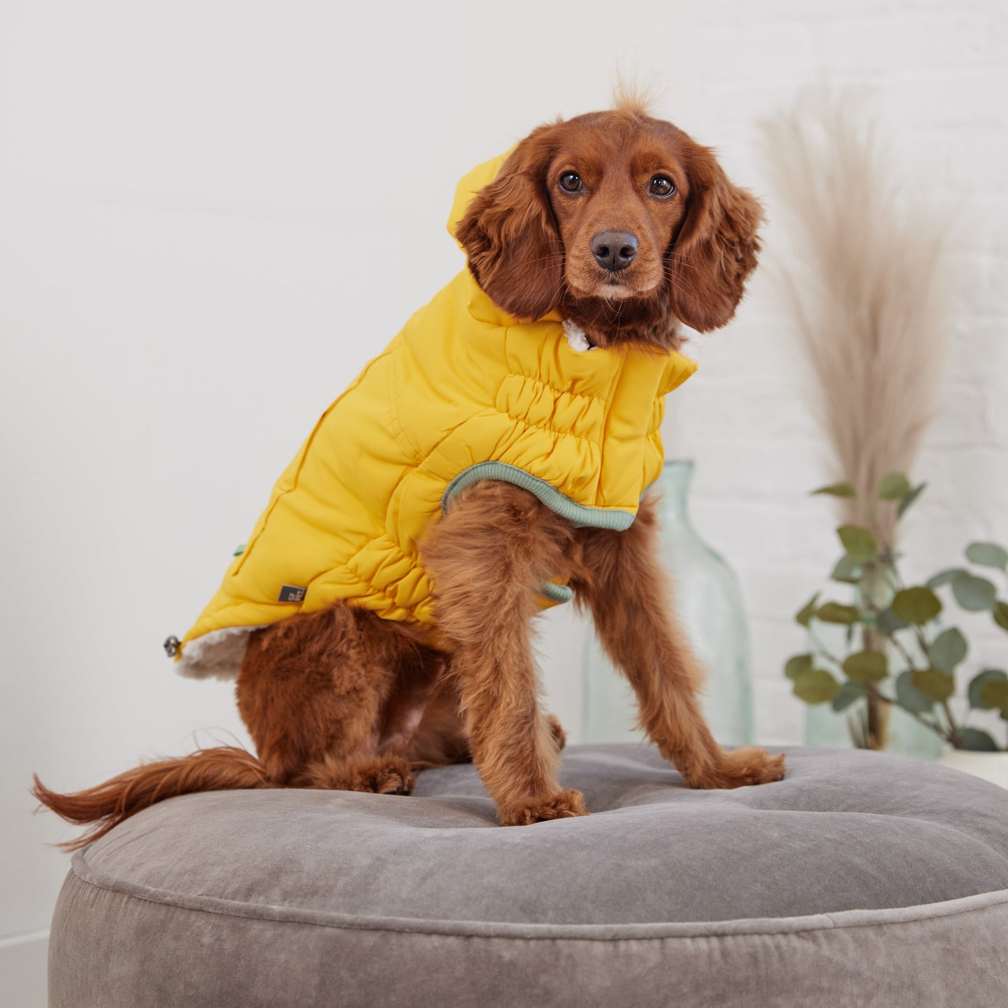 Arctic Dog Parka – Yellow | Elasto-FIT Winter Jacket