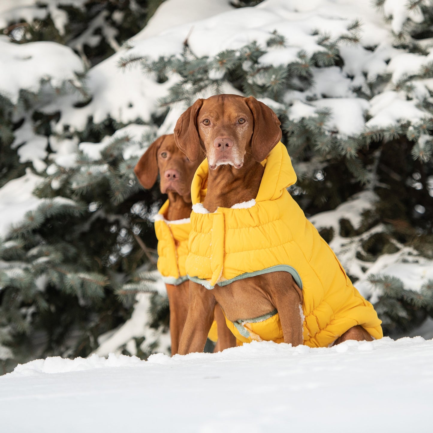 Arctic Dog Parka – Yellow | Elasto-FIT Winter Jacket