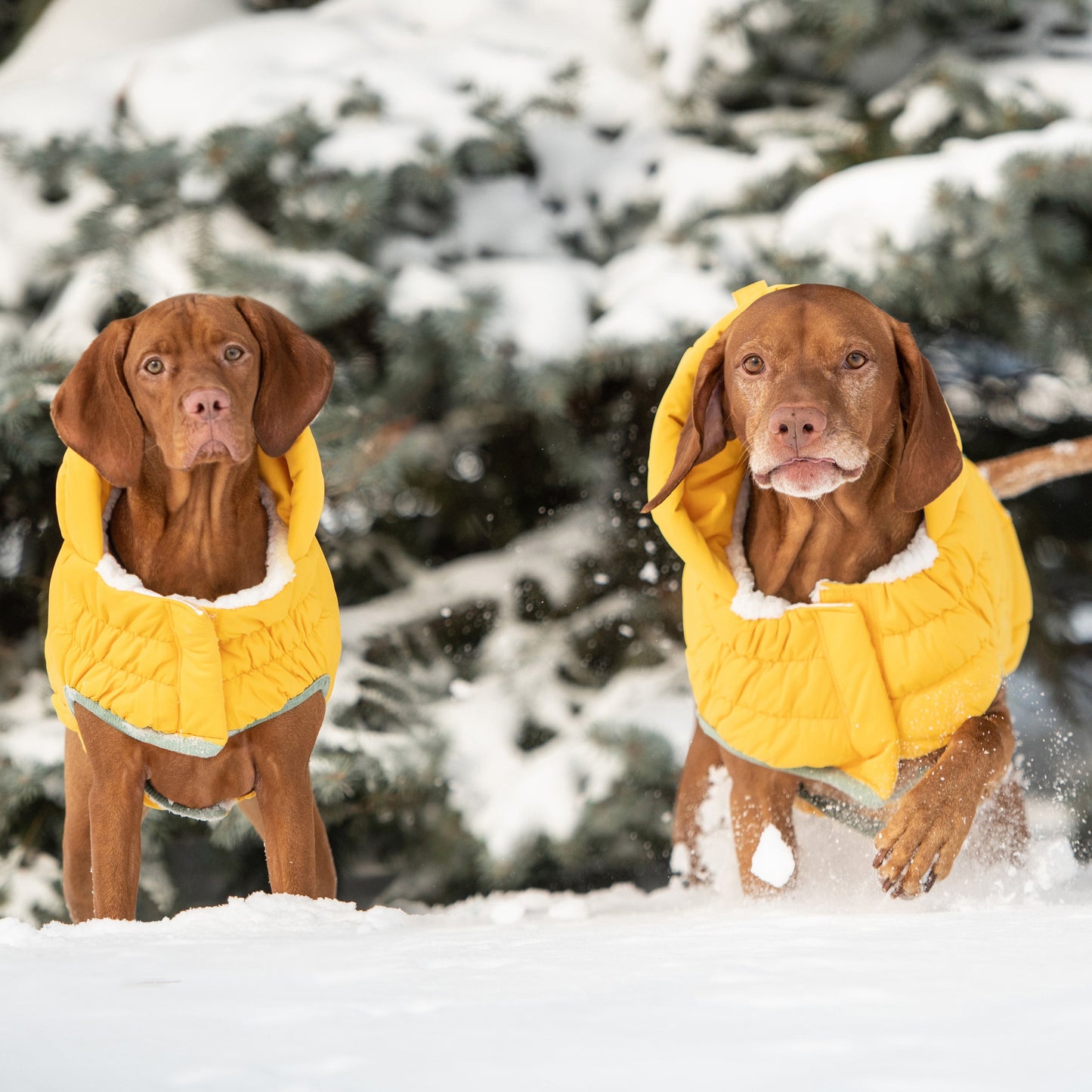 Arctic Dog Parka – Yellow | Elasto-FIT Winter Jacket