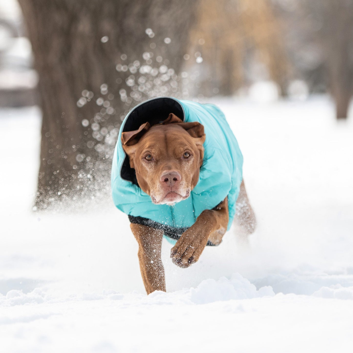 Reversible Chalet Dog Jacket – 2-in-1 Waterproof, Black/Aqua