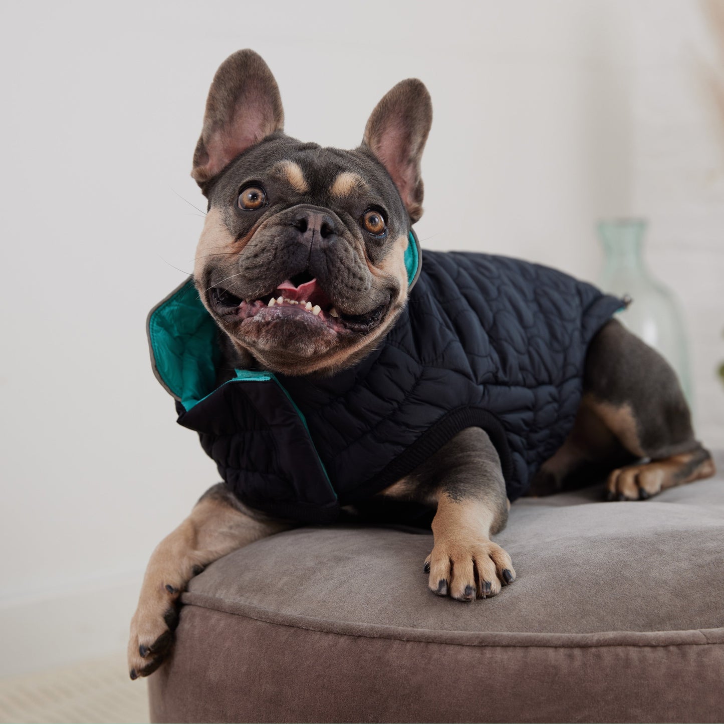 Reversible Chalet Dog Jacket – 2-in-1 Waterproof, Black/Aqua