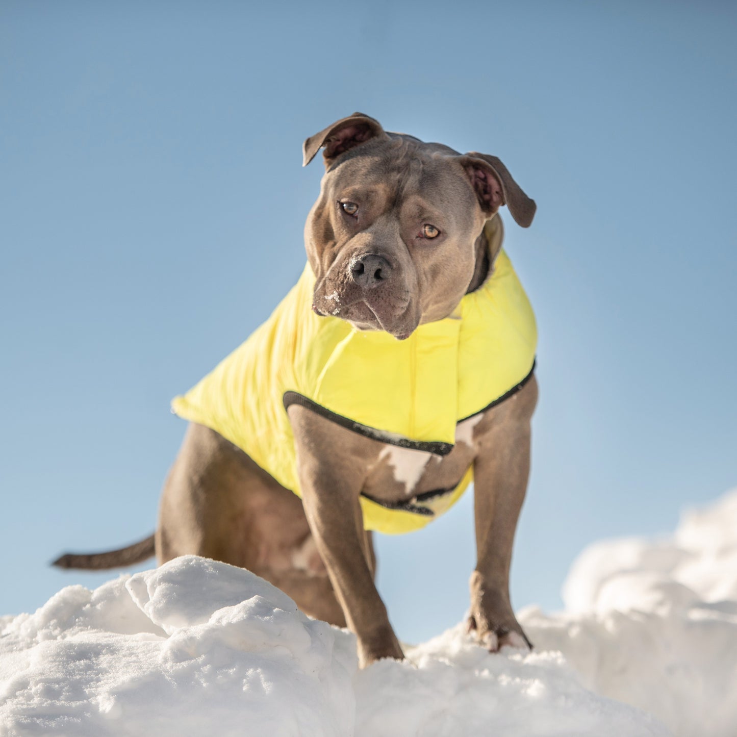 Reversible Chalet Dog Jacket – 2-in-1 Waterproof, Sand/Yellow