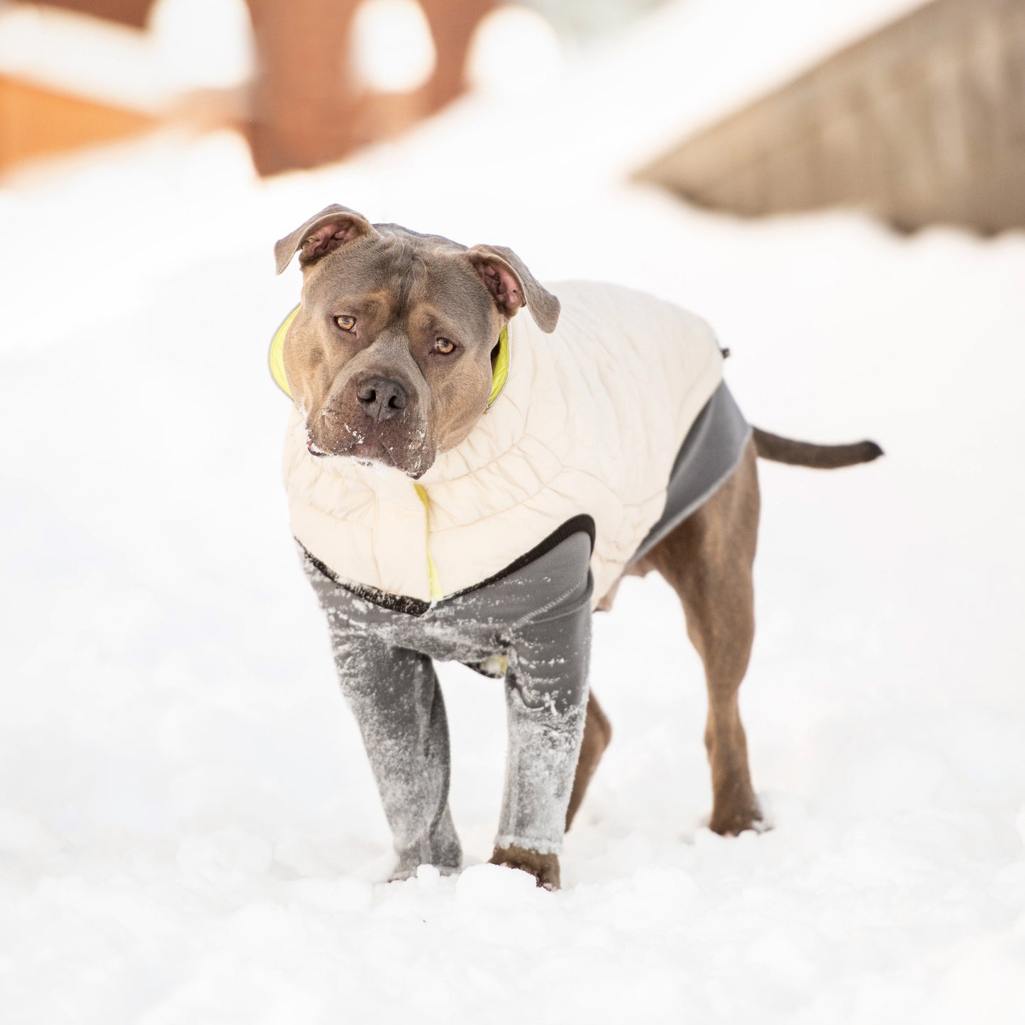 Reversible Chalet Dog Jacket – 2-in-1 Waterproof, Sand/Yellow