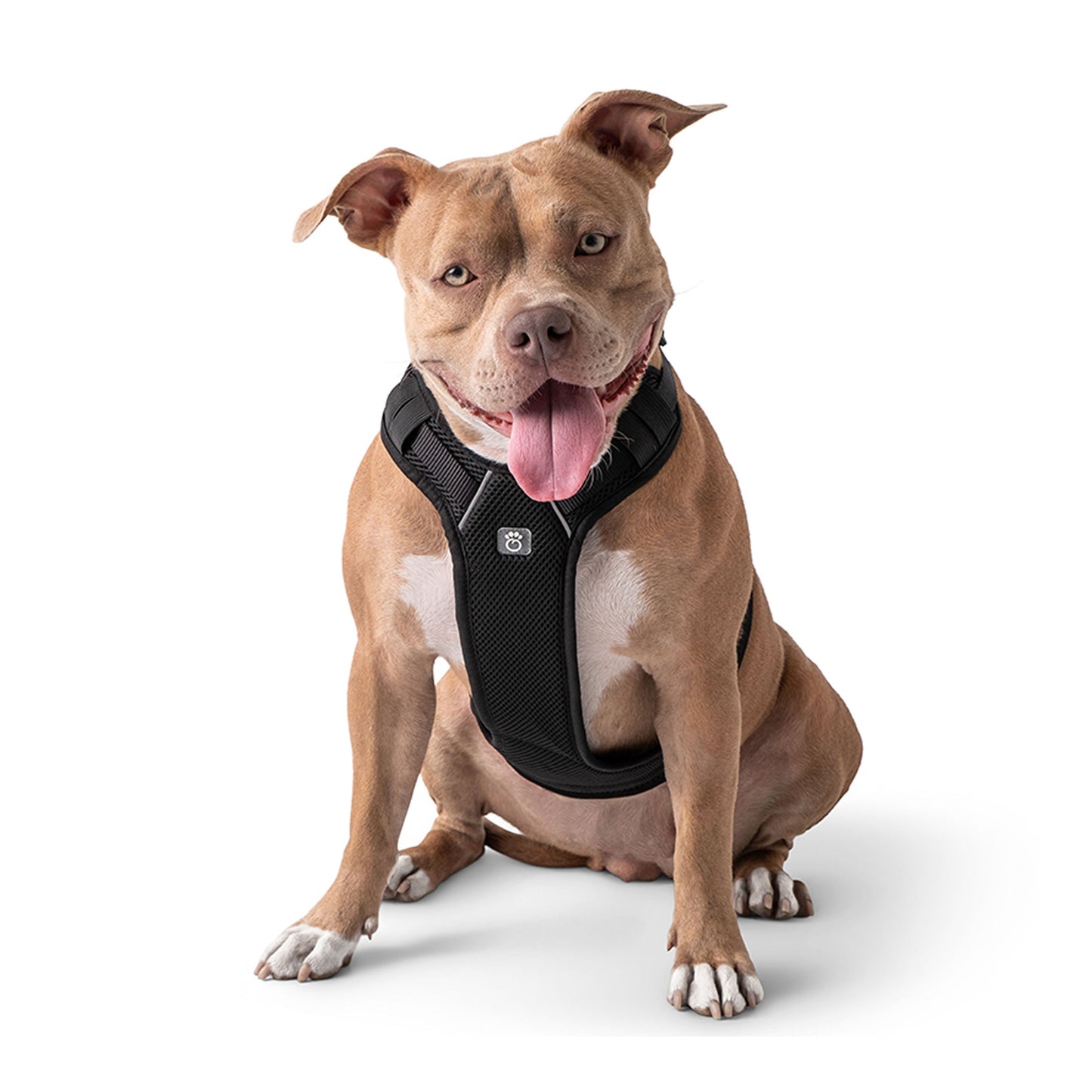Dog wearing GF PET black travel harness in sitting position on white background showing adjustable mesh fit