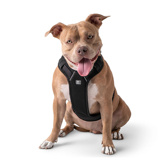 Dog wearing GF PET black travel harness in sitting position on white background showing adjustable mesh fit