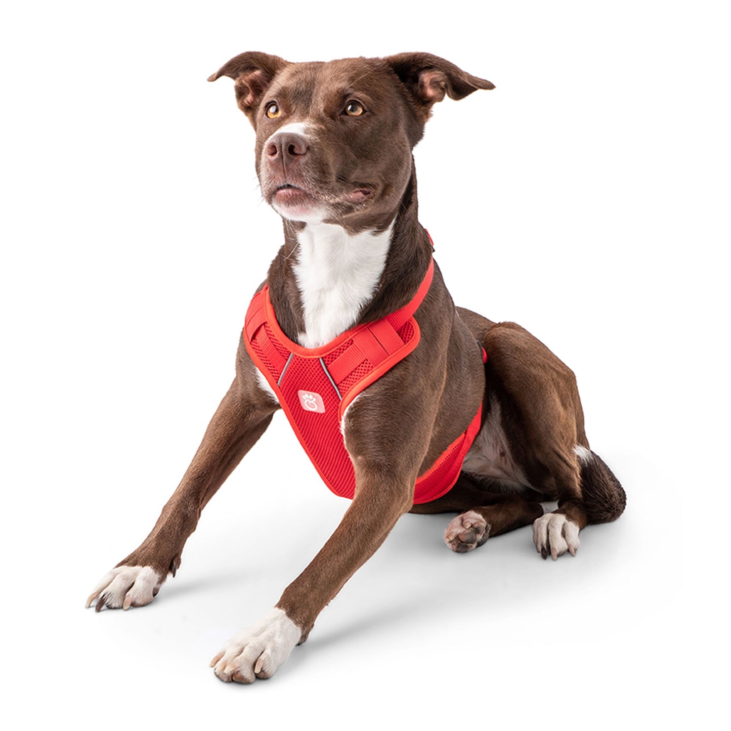 Dog wearing GF PET red travel harness in lying down pose on white background showing full harness coverage and D-ring