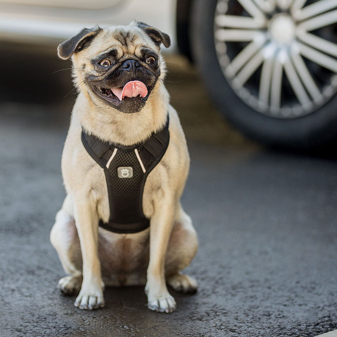 Pug dog wearing GF PET black travel harness sitting outdoors near vehicle showing real-world travel use