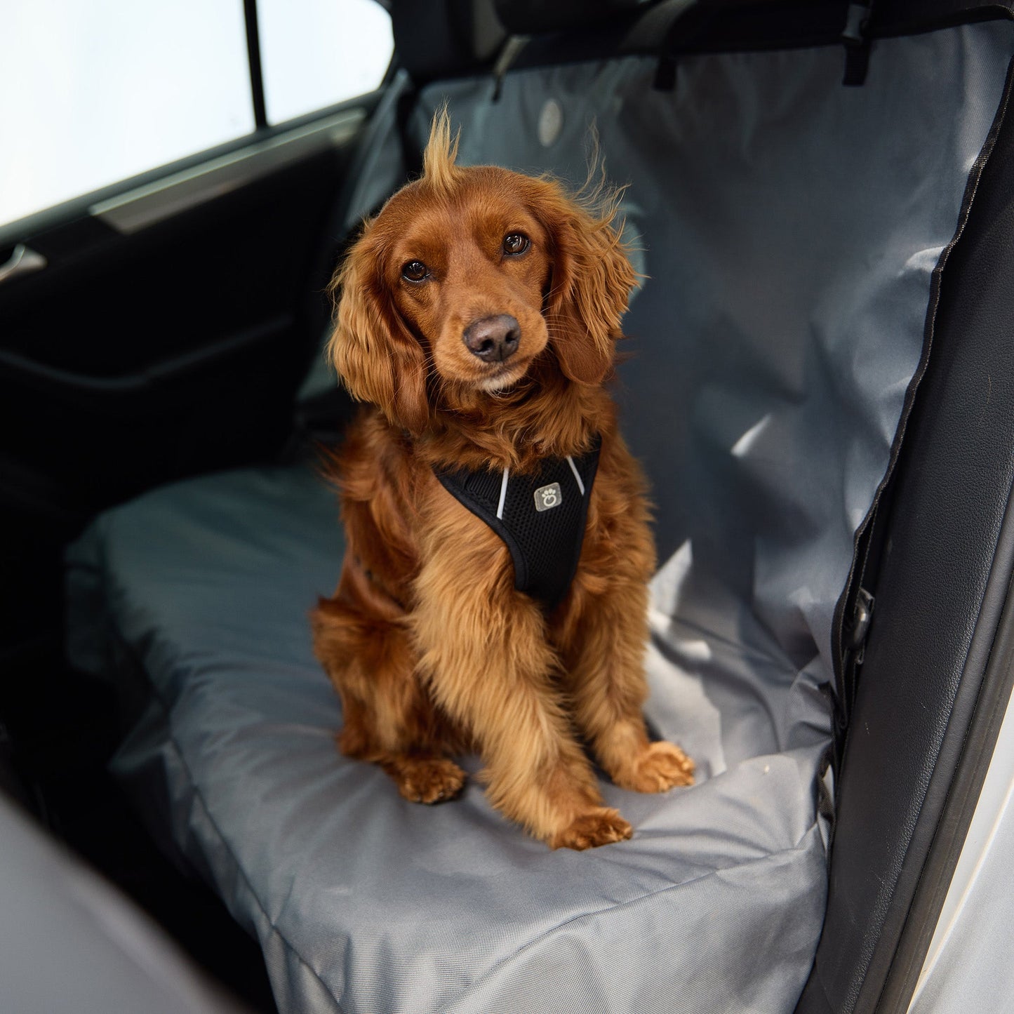Golden retriever wearing GF PET black travel harness secured in car backseat showing D-ring seatbelt functionality