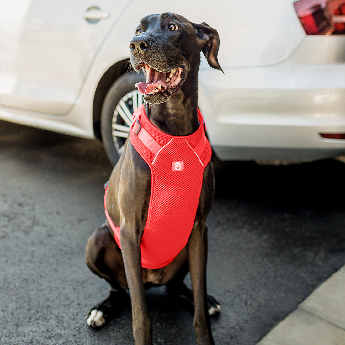 Large dog wearing GF PET red travel harness sitting outdoors near car showing real-world travel use of the safety harness