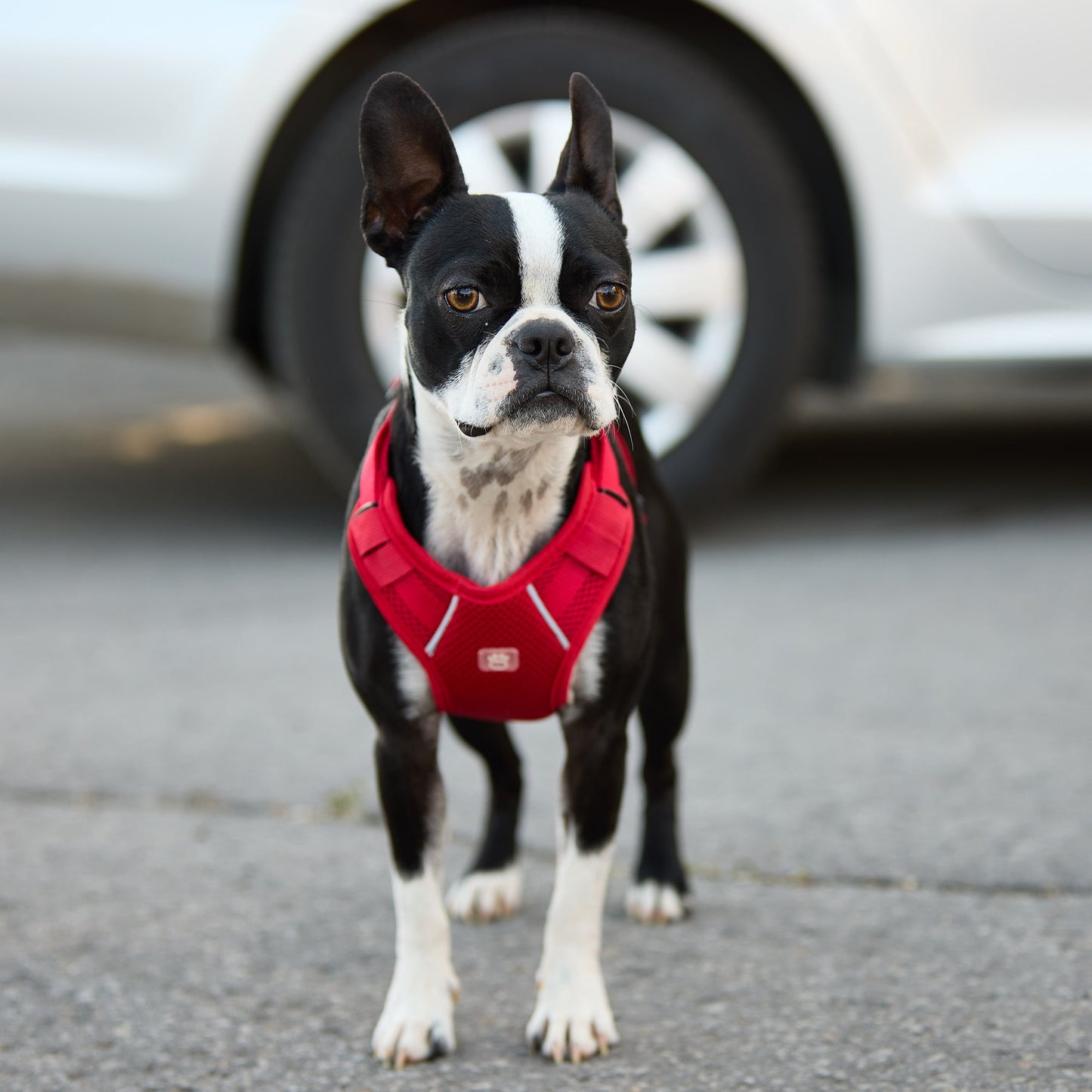 Boston Terrier dog wearing GF PET red travel harness standing on paved road showing full coat fit and reflective details