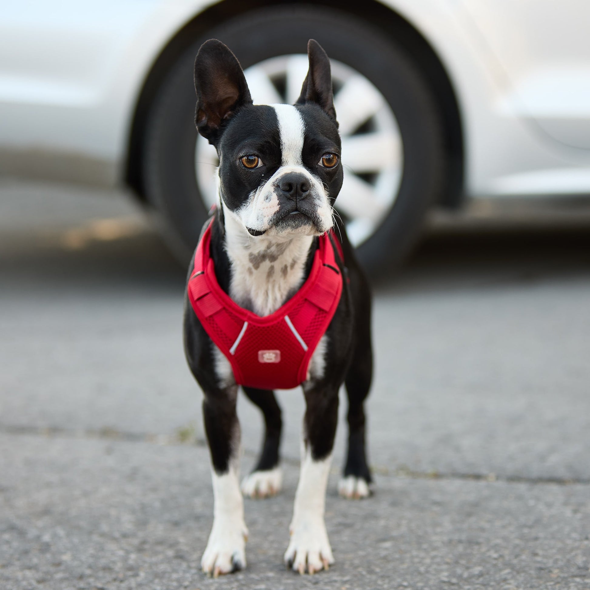 Boston Terrier dog wearing GF PET red travel harness standing on paved road showing full coat fit and reflective details