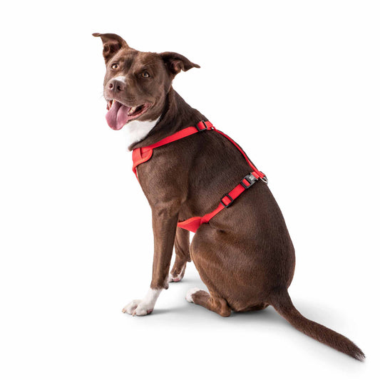 Dog wearing GF PET red travel harness in sitting position on white background showing adjustable mesh fit