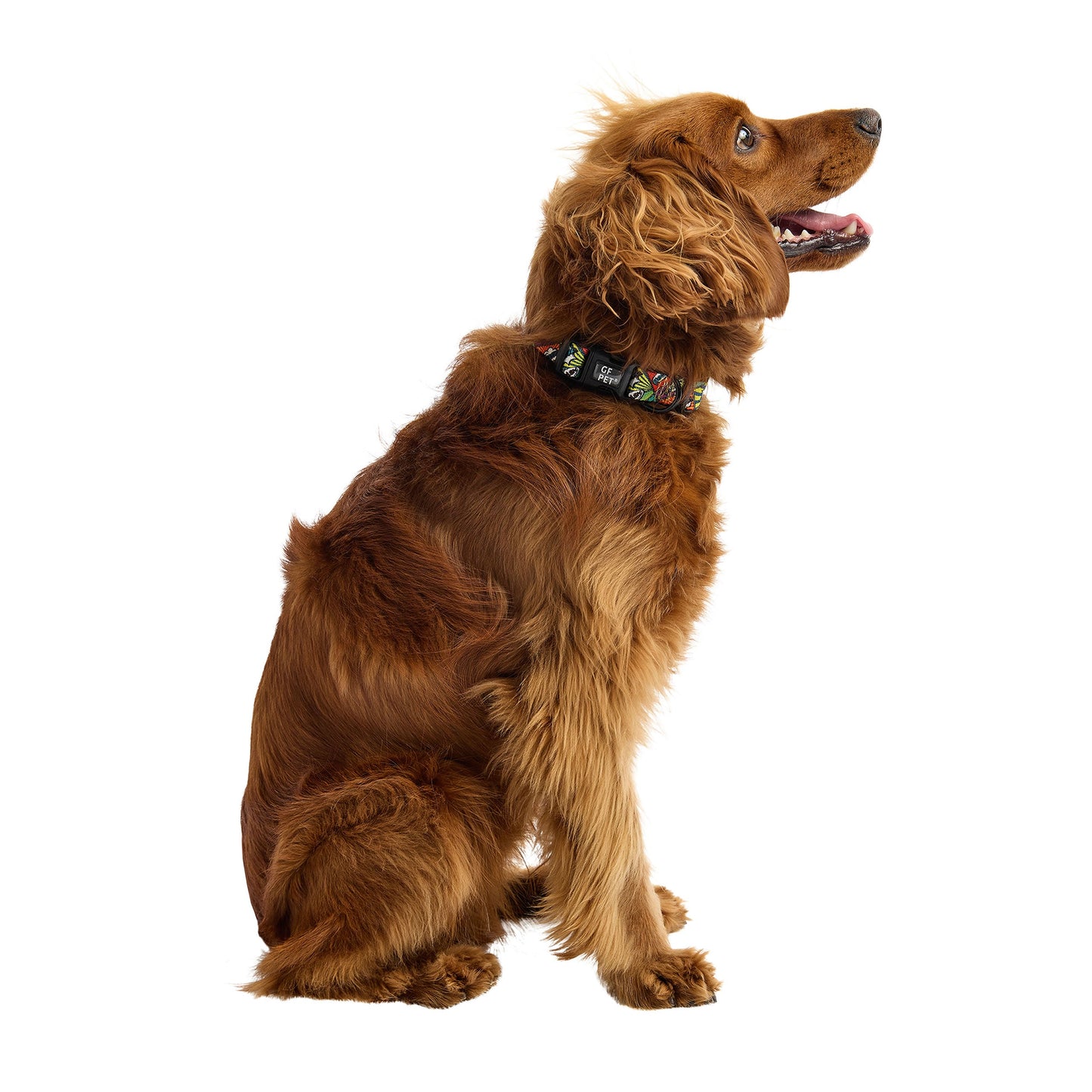 Dog Collar – Comic Book Printed Bold Durable