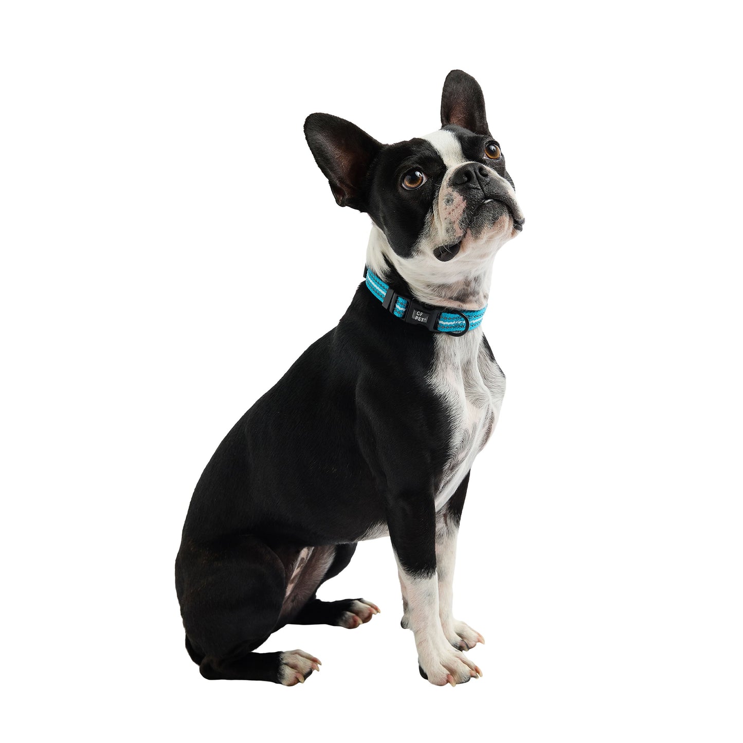 Reflective Dog Collar – Adjustable Nylon, Neon Blue