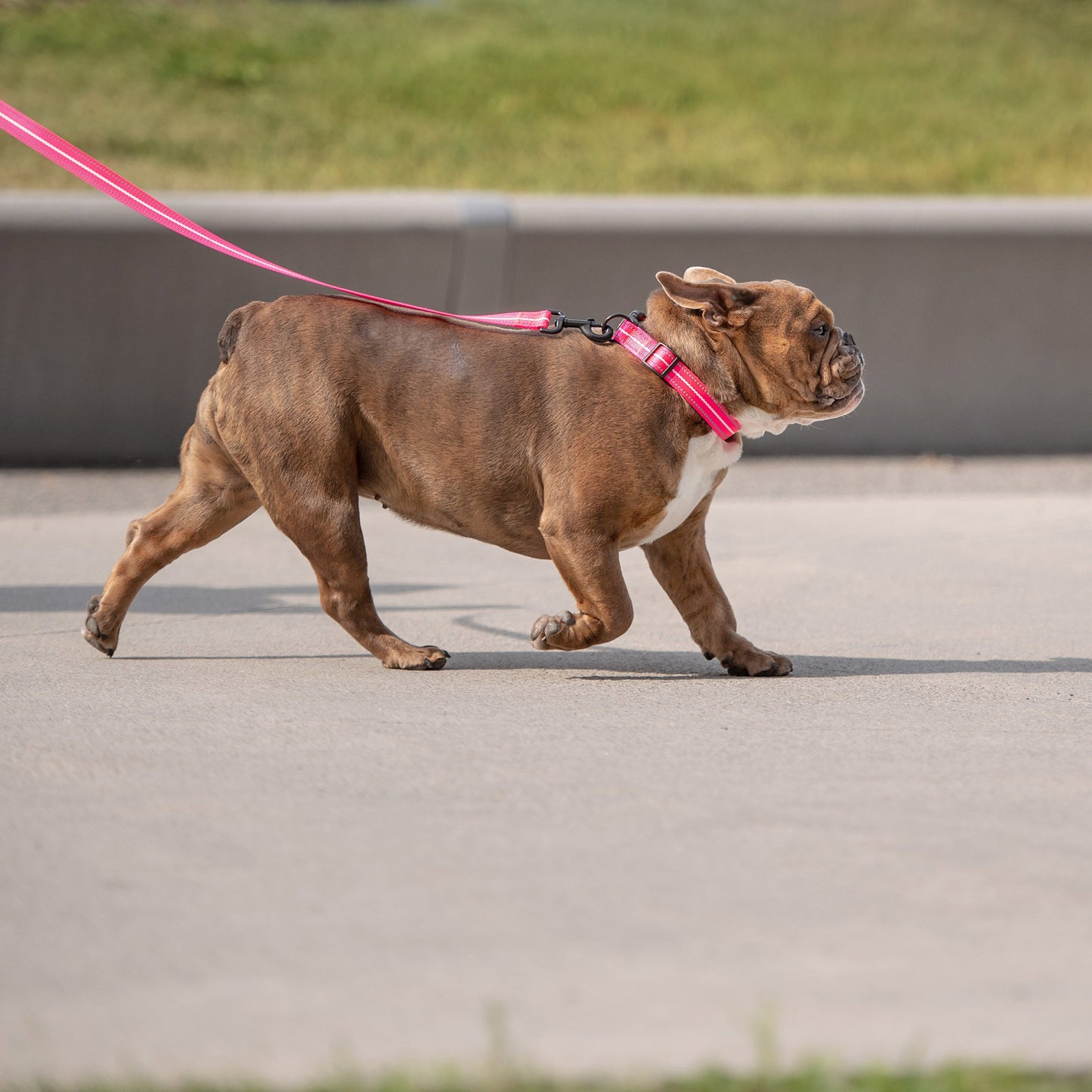 Dog Collar – Reflective High Visibility Pink
