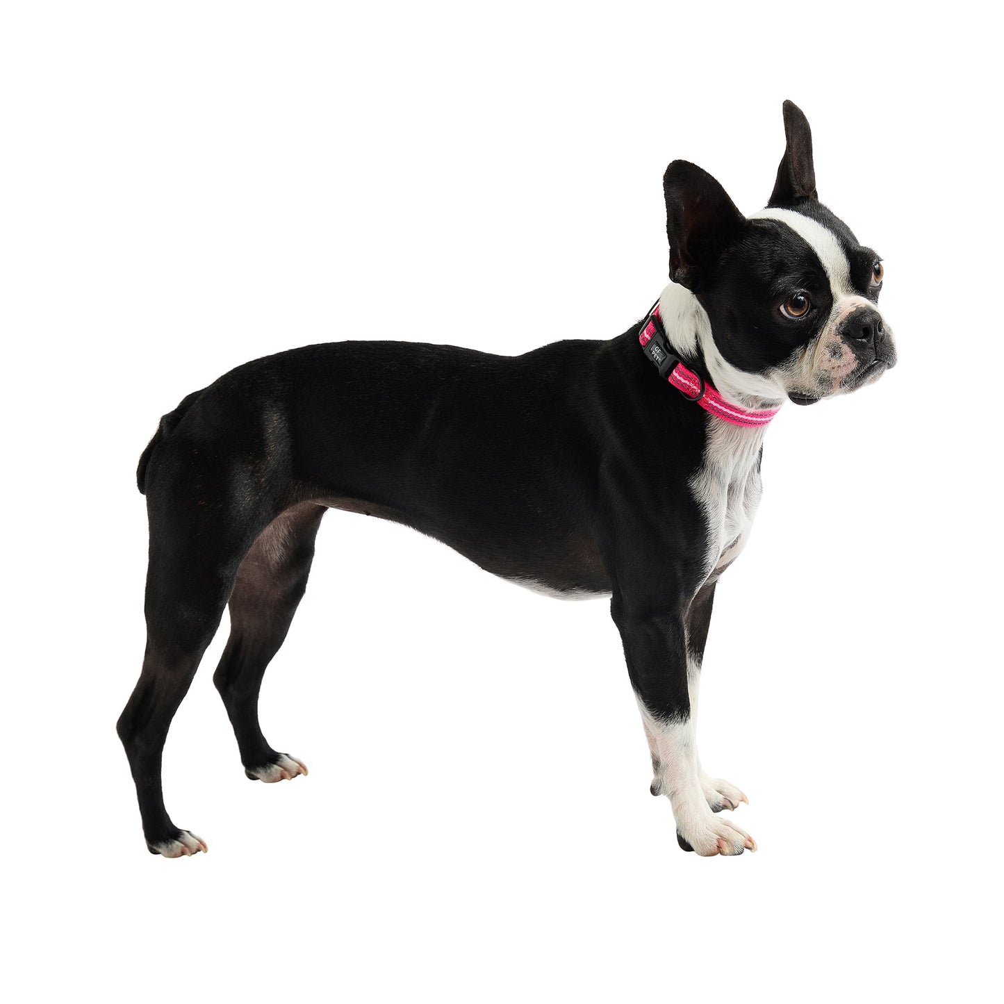 Dog Collar – Reflective High Visibility Pink