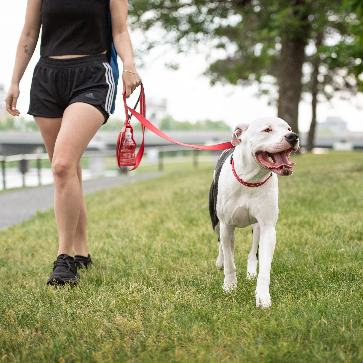 Reflective Dog Collar – Adjustable Nylon, Red