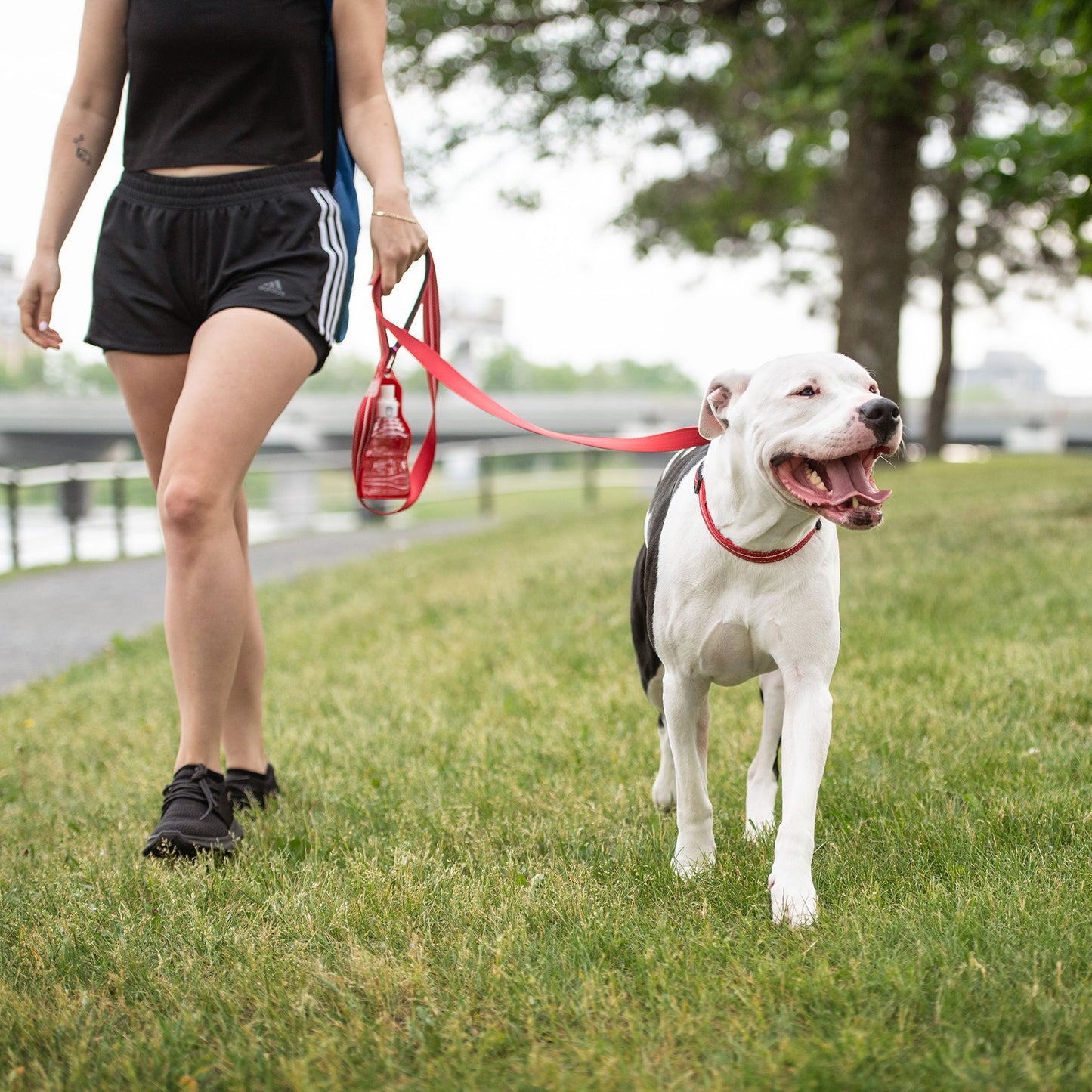 Reflective Dog Leash – 6 ft High-Visibility Nylon, Red