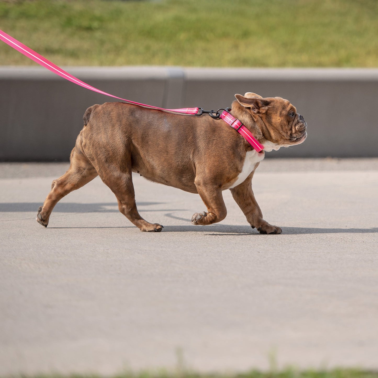 Dog Leash – Reflective High Visibility Pink