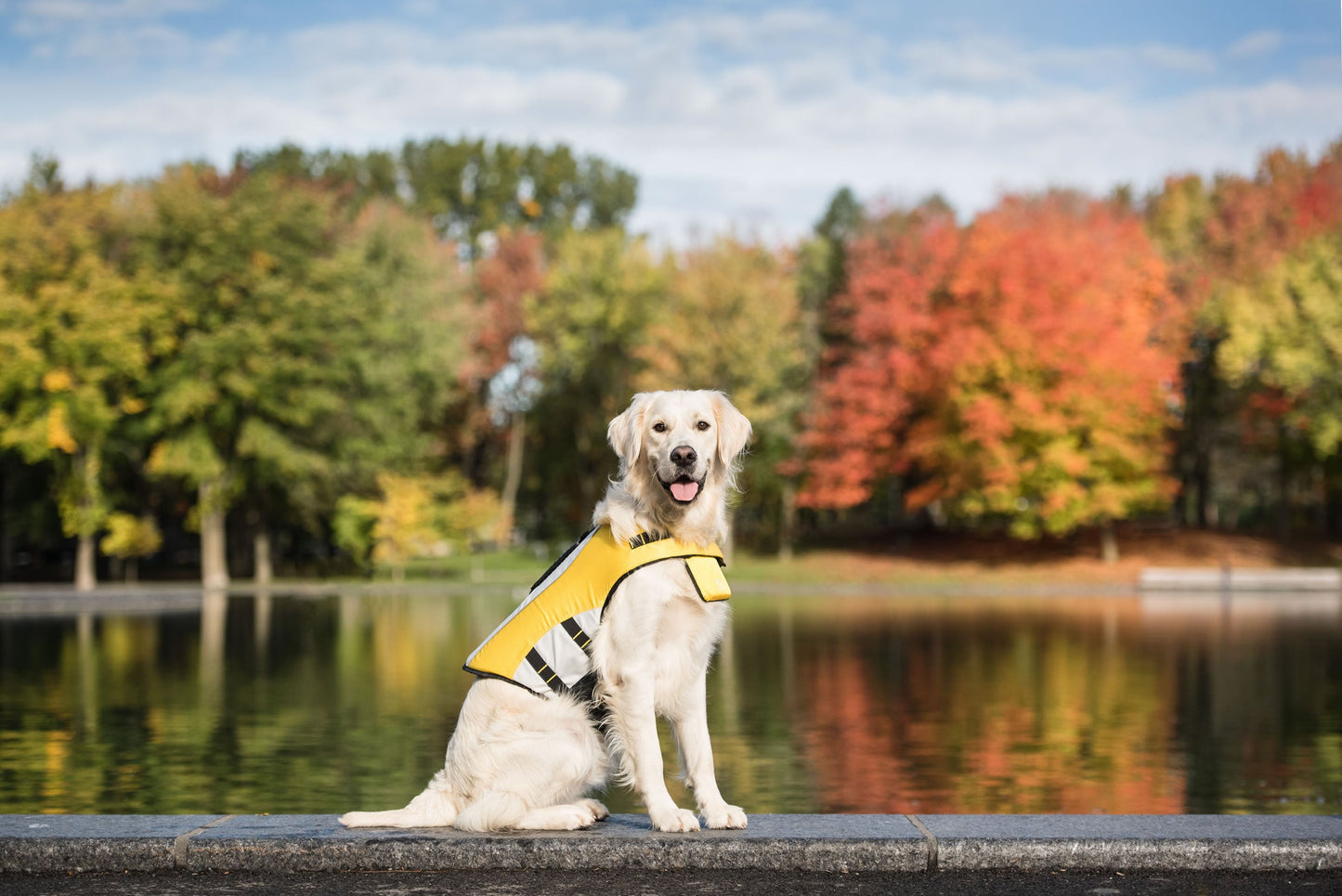 Dog Life Vest – High Buoyancy Safety for Water Play