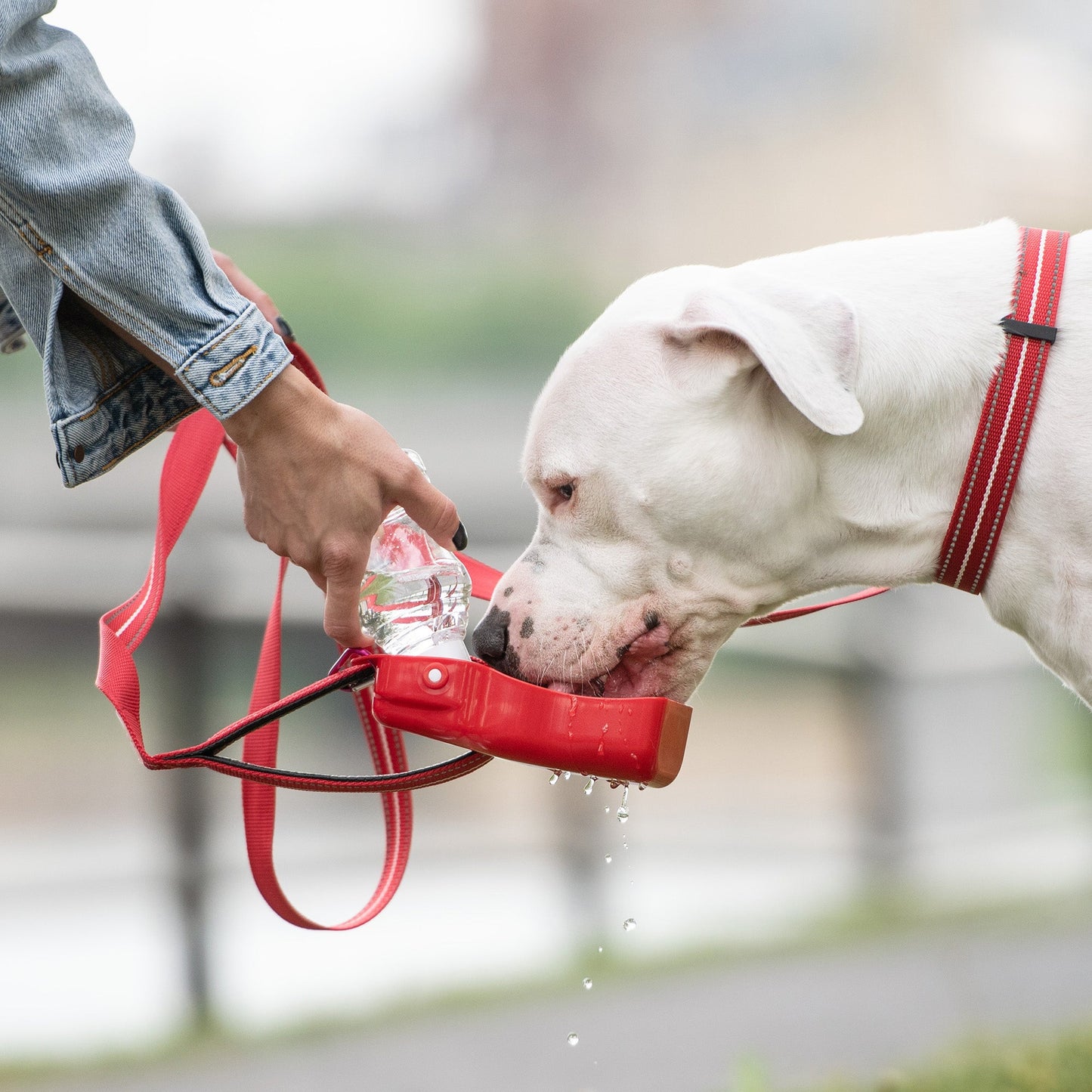 Portable Dog Water Bottle – Clip-On Foldout Silicone Bowl
