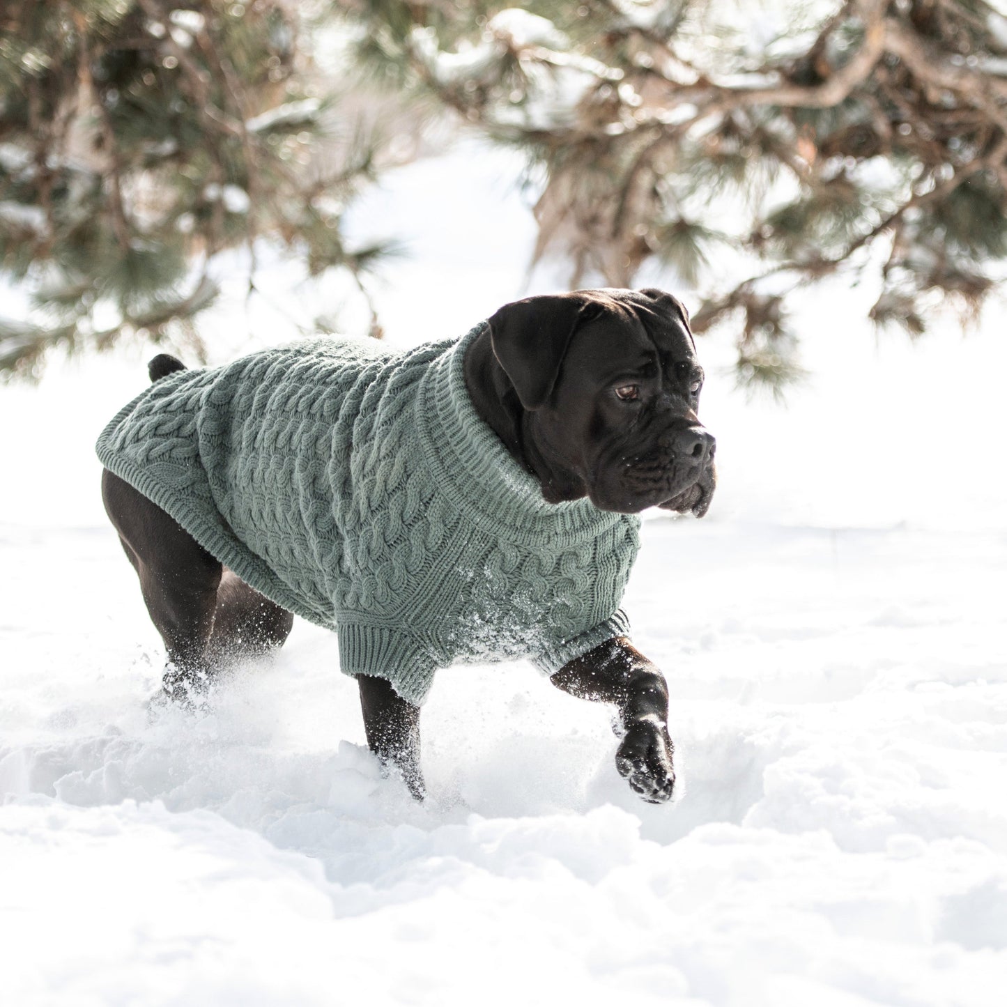 Dog Sweater – Chalet Chunky Cable Sage