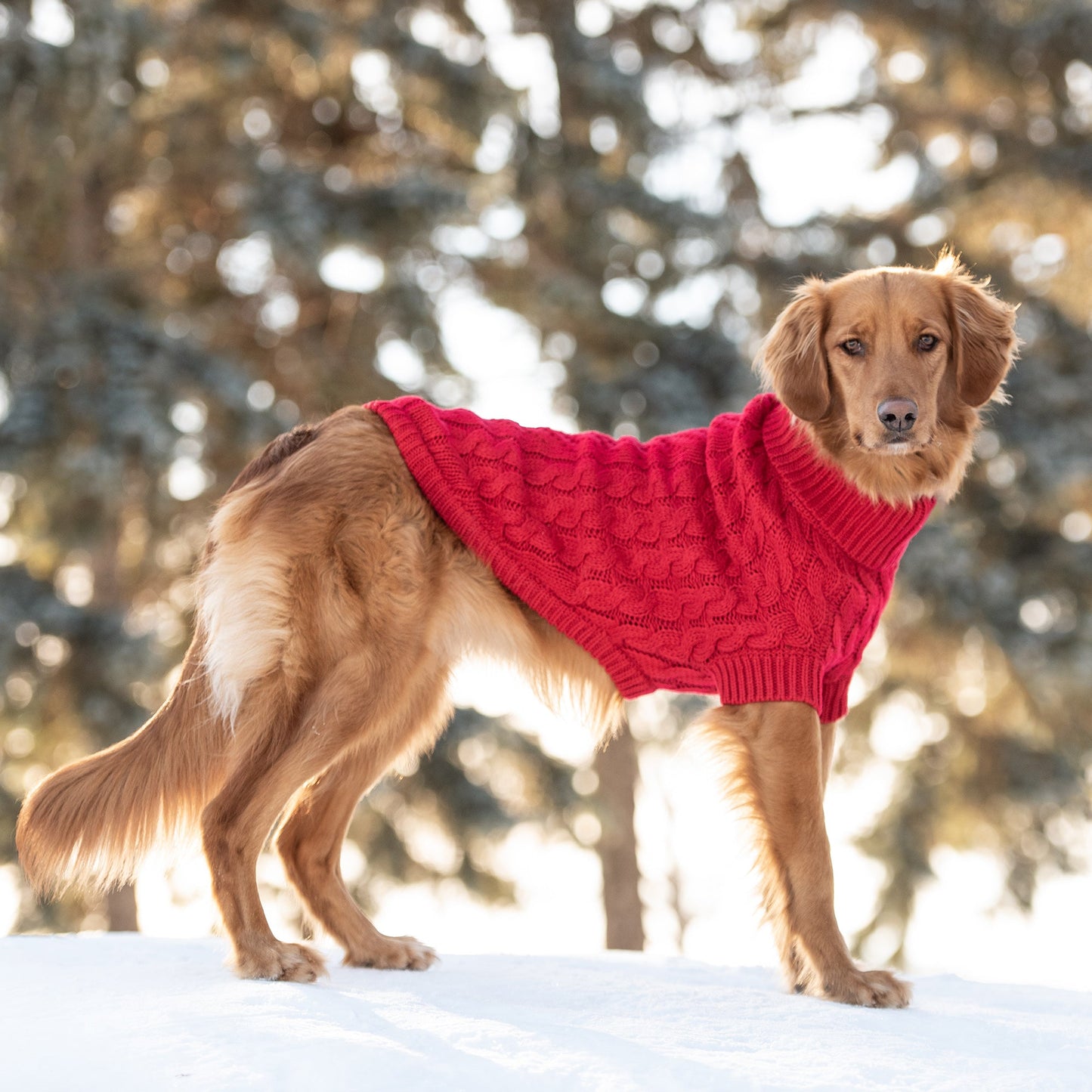 Dog Sweater – Chalet Chunky Cable Knit Red