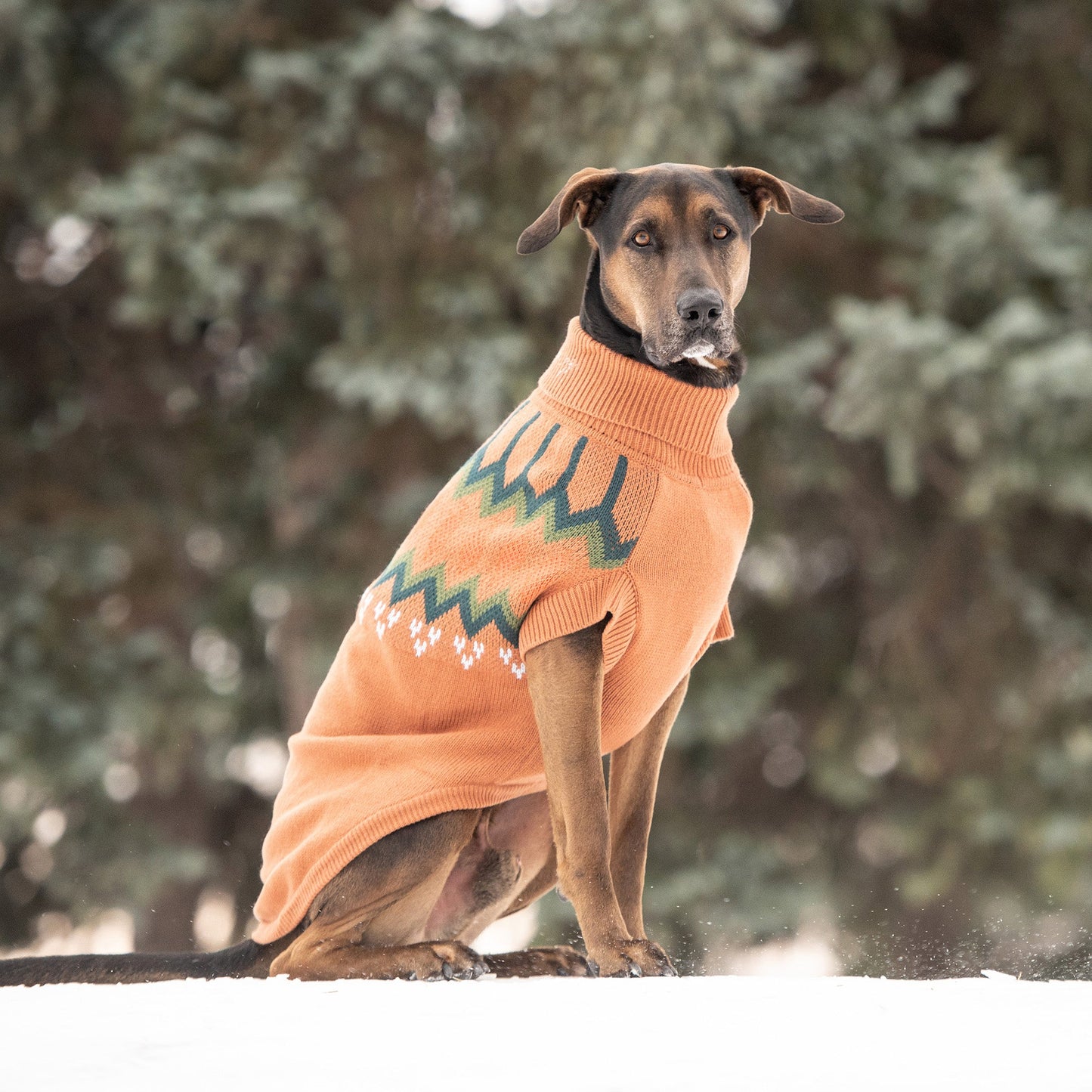 Dog Sweater – Heritage Vintage Native Design