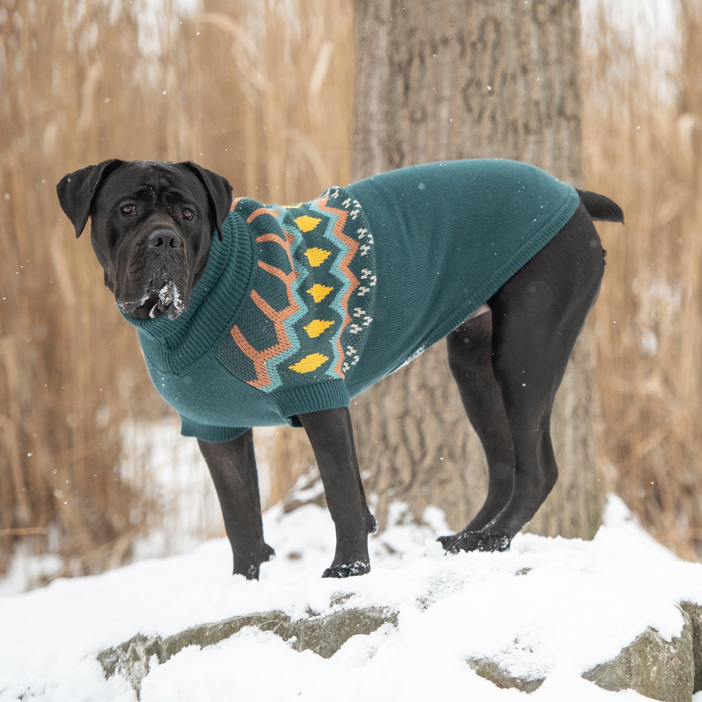 Heritage Dog Sweater – Teal | Vintage Turtleneck