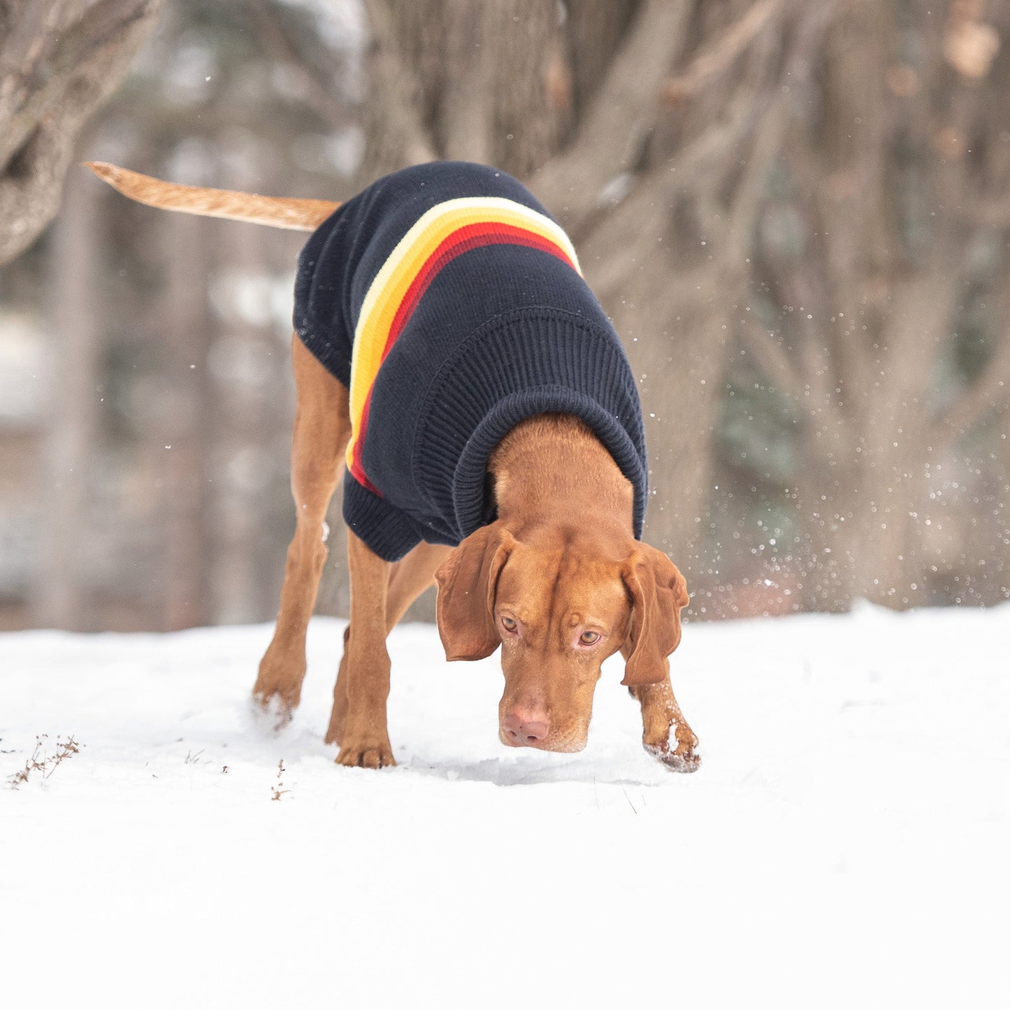 Dog Sweater – Retro Bold Color Line Navy