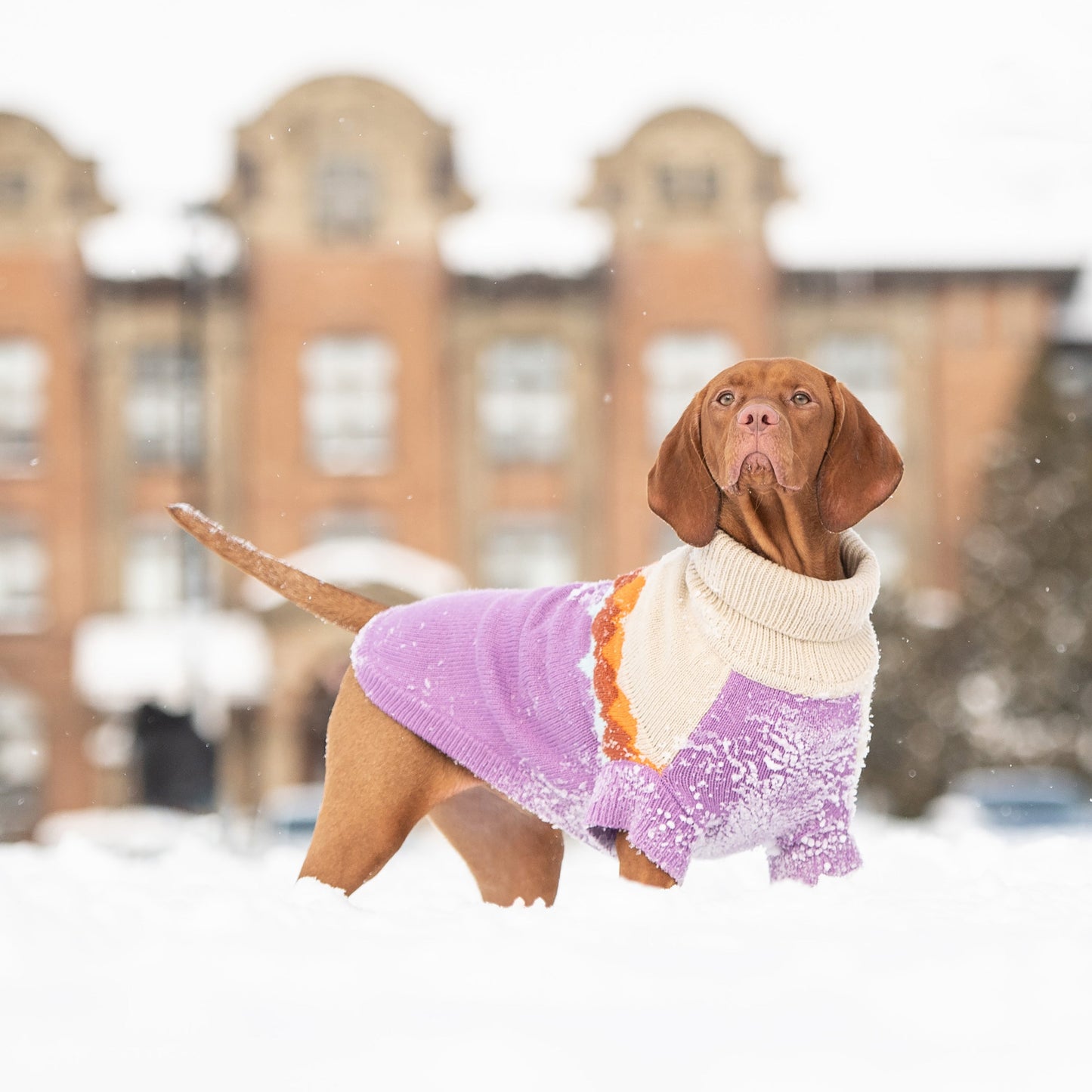 Dog Sweater – Fireside Native Vintage Purple