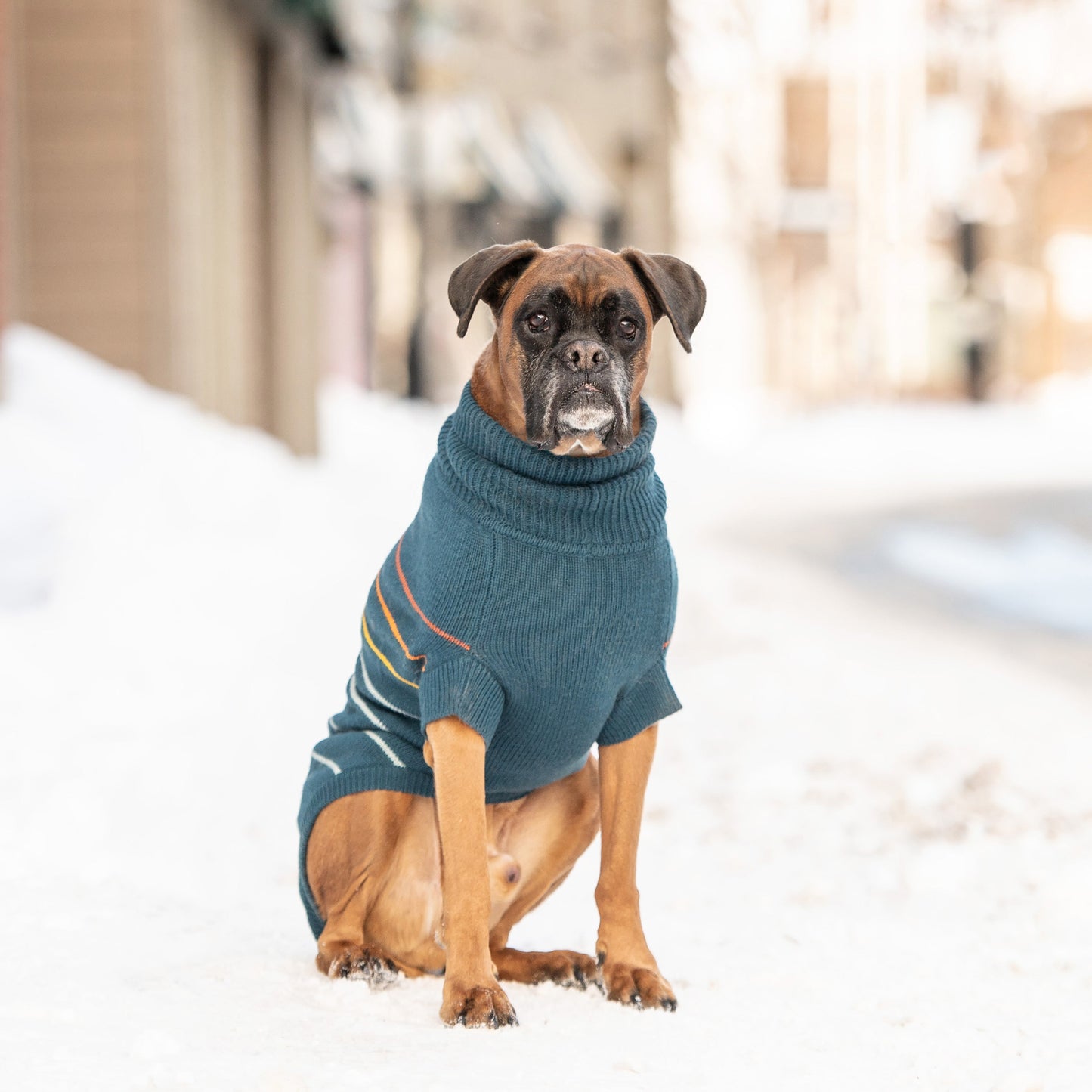 Arctic Dog Sweater – Teal | Ribbed Turtleneck