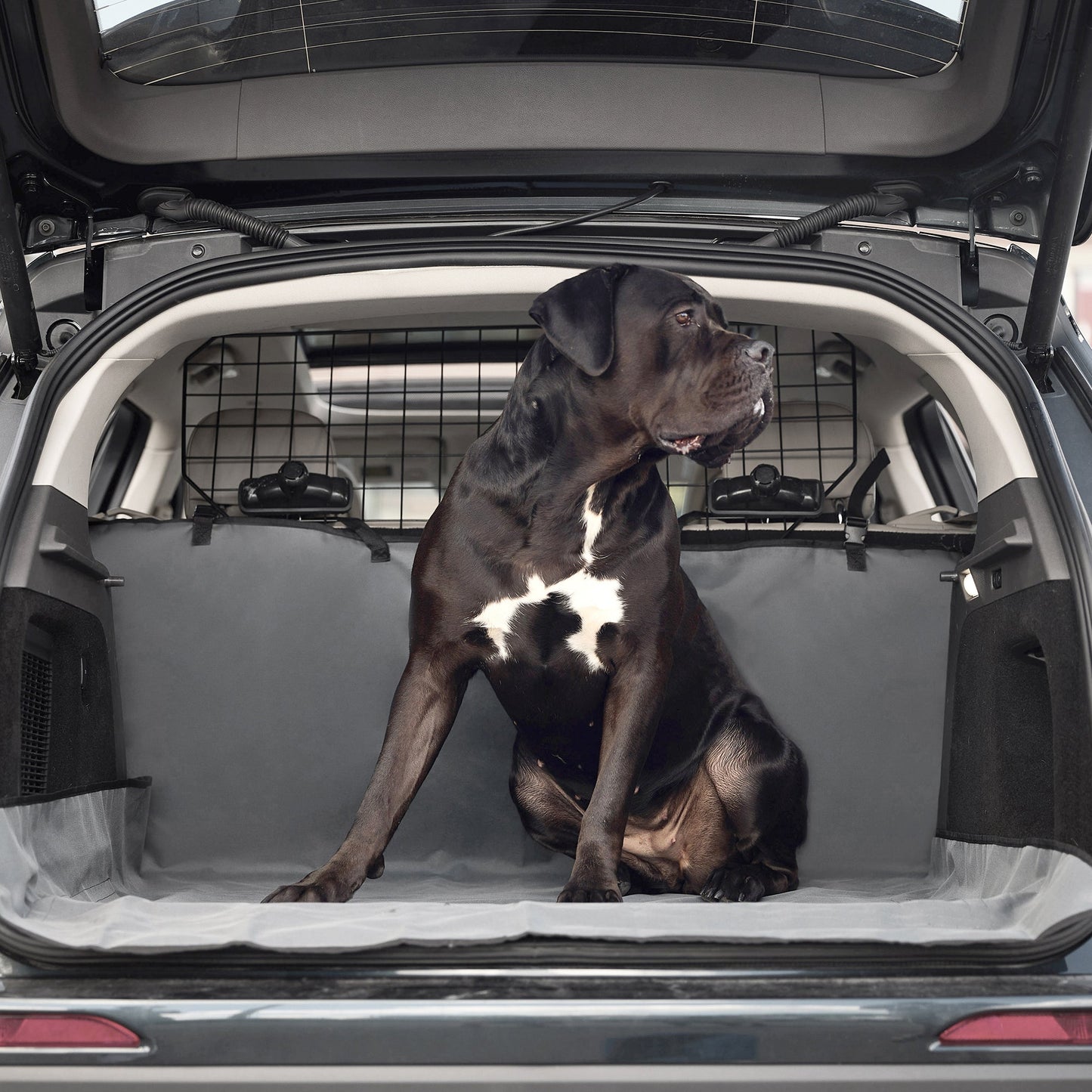 Large dog sitting in SUV cargo area covered with GF PET gray waterproof pet cargo cover showing full trunk protection