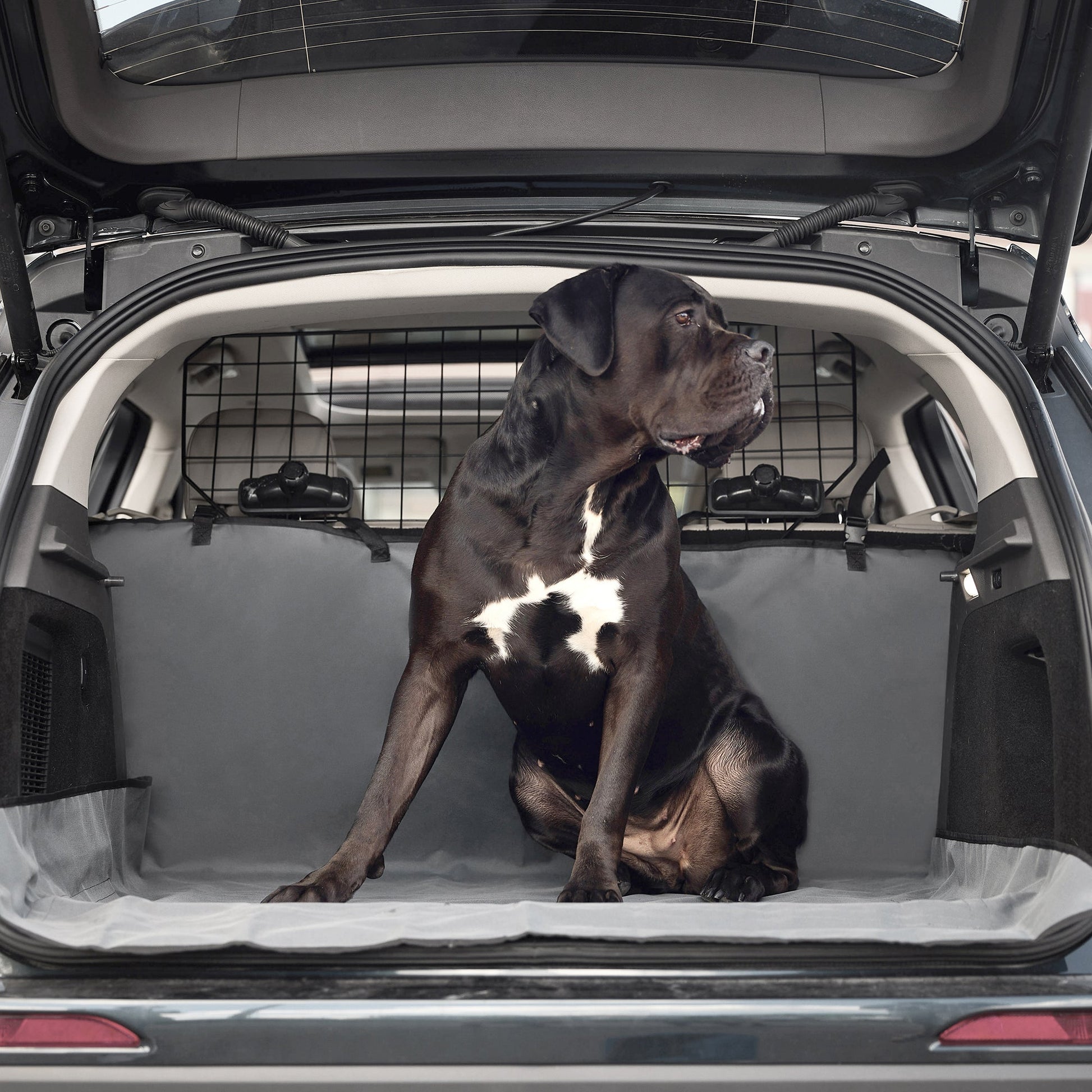 Large dog sitting in SUV cargo area covered with GF PET gray waterproof pet cargo cover showing full trunk protection