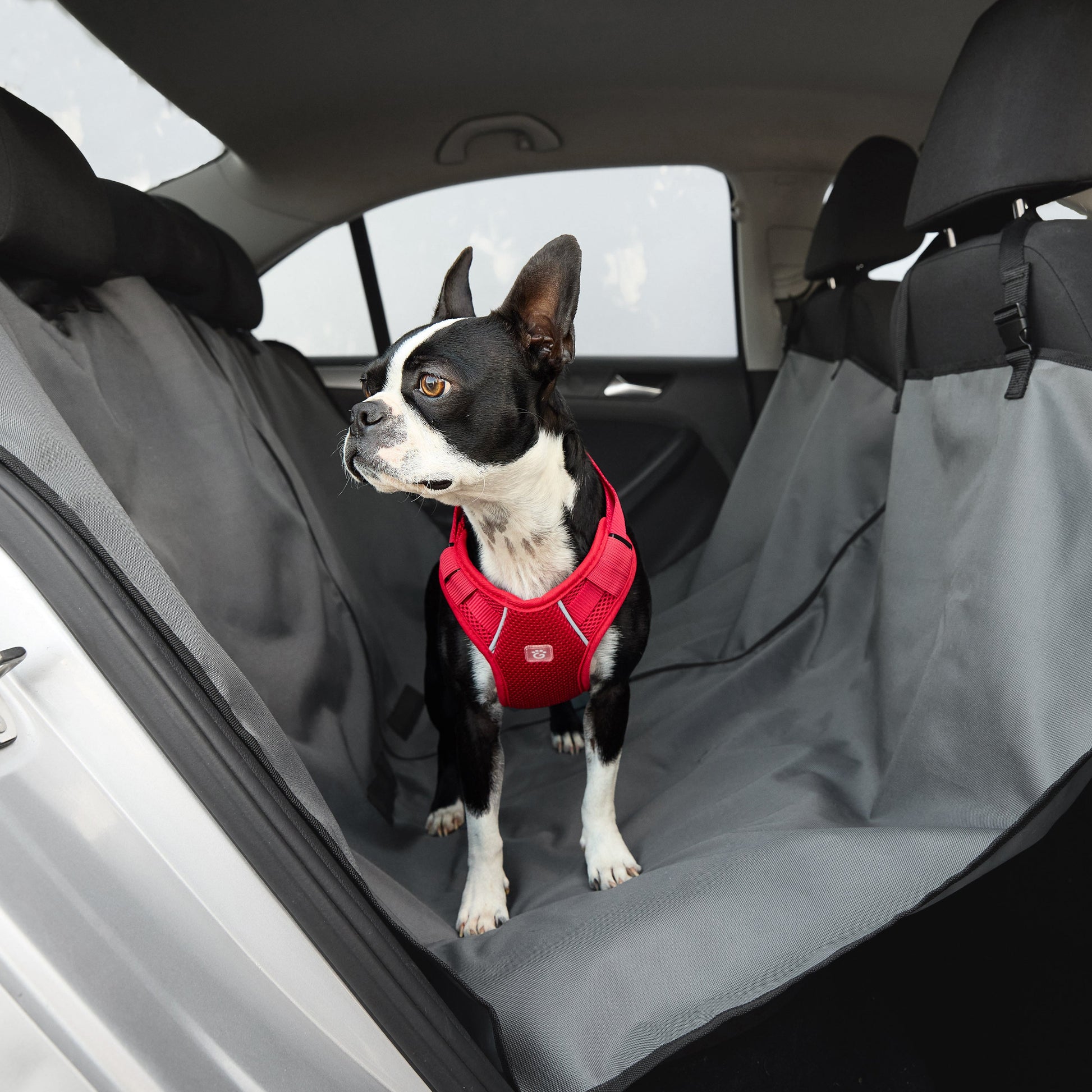 Boston Terrier dog sitting on GF PET gray waterproof hammock seat cover installed in car backseat showing full coverage