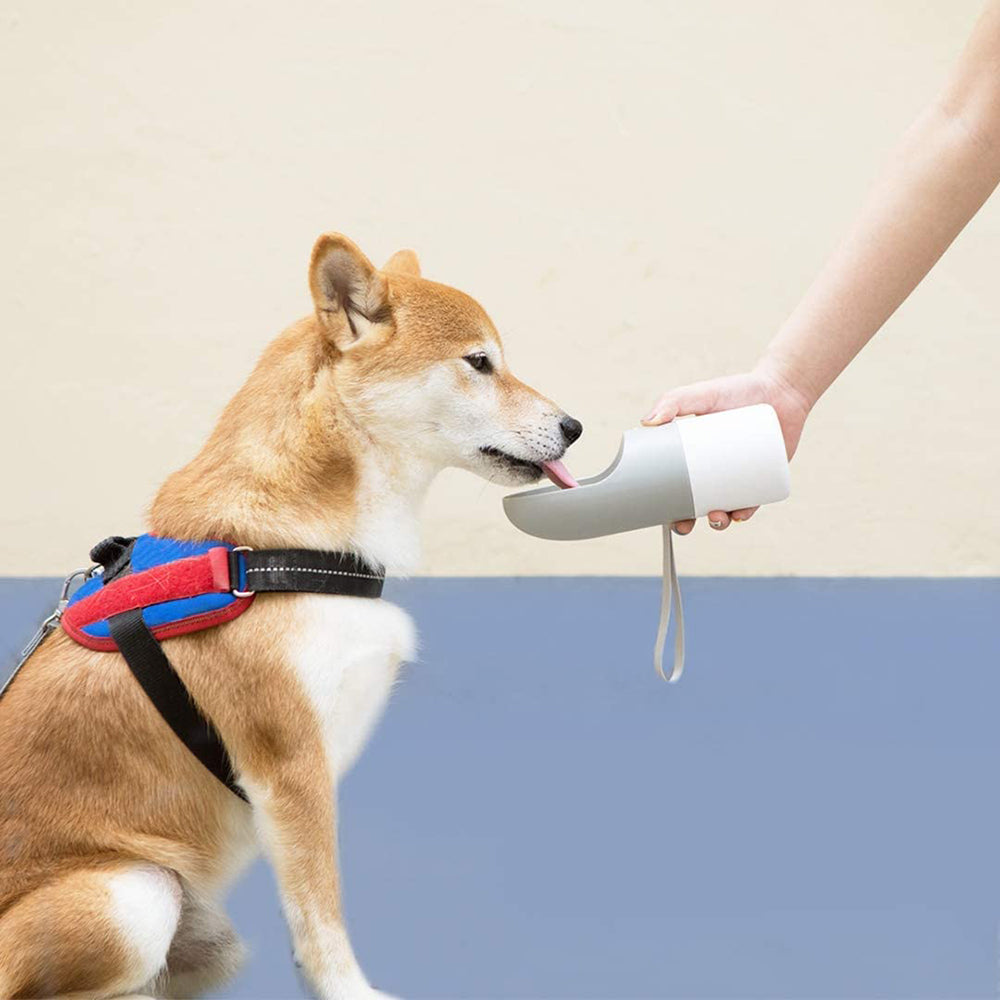 Shiba Inu dog drinking water from Instachew Rover pet travel bottle with one-handed dispenser on neutral background