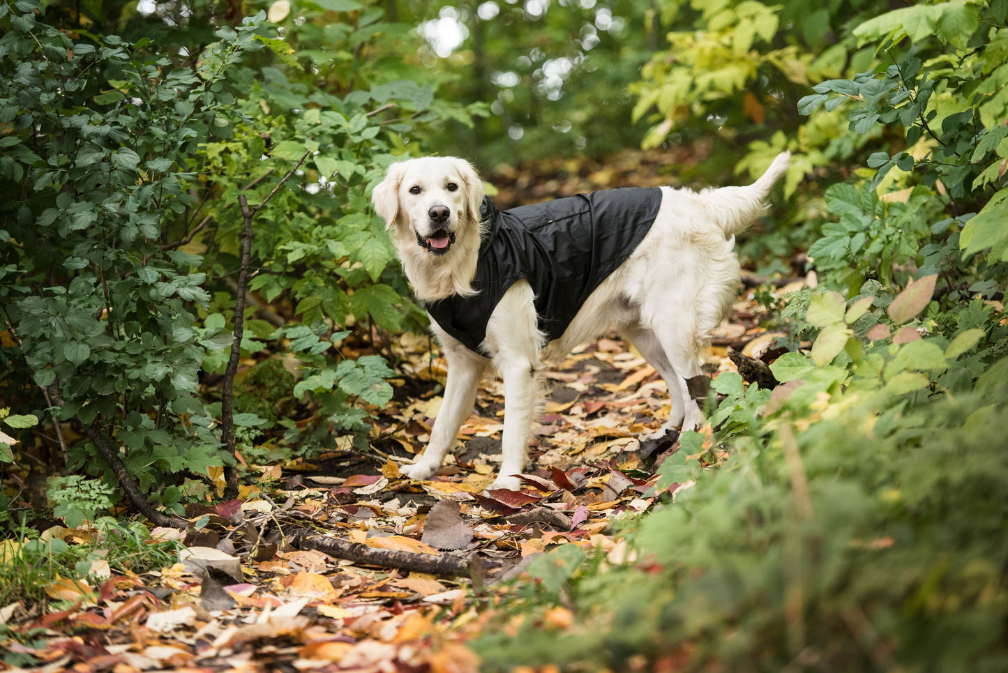Dog Raincoat – US Army Packable Waterproof