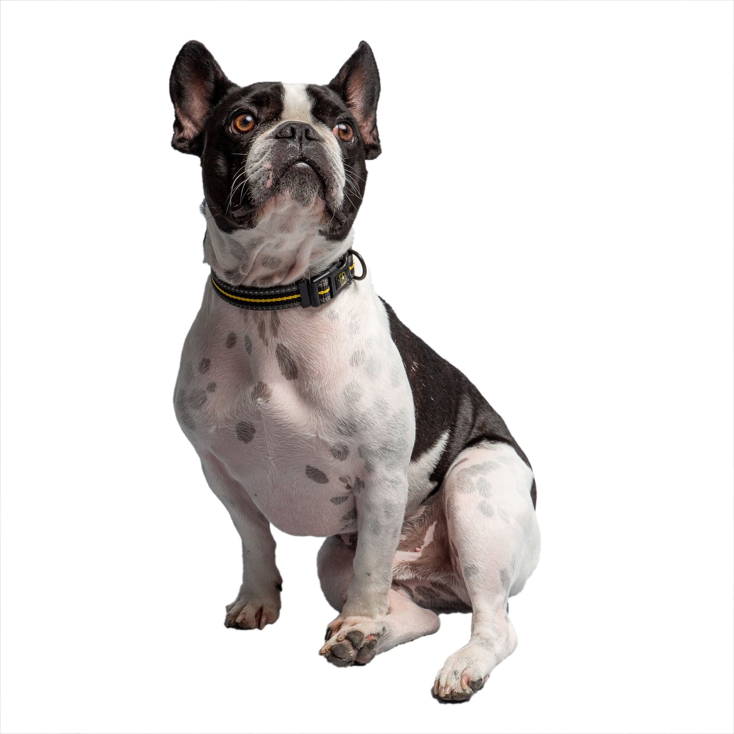 Dog Collar – US Army Reflective Dark Camo