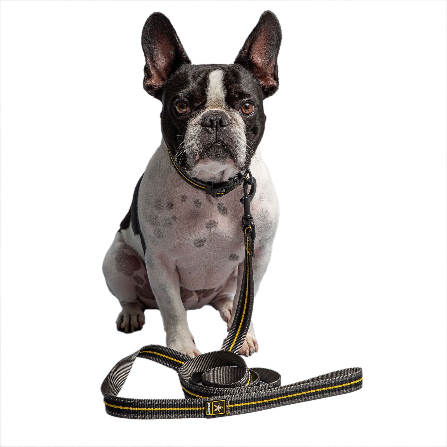 French Bulldog dog held on US Army dark camo leash on white background showing the yellow reflective strip and metal clip
