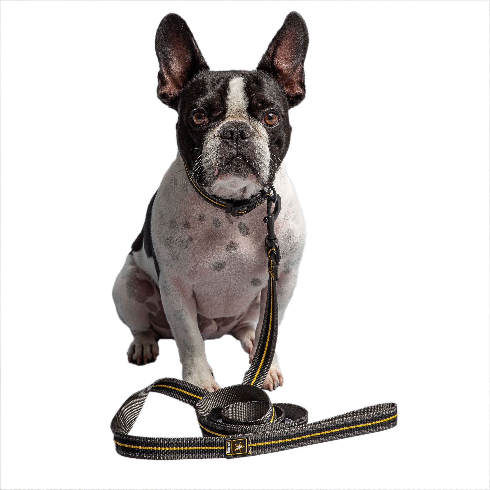 French Bulldog dog held on US Army dark camo leash on white background showing the yellow reflective strip and metal clip