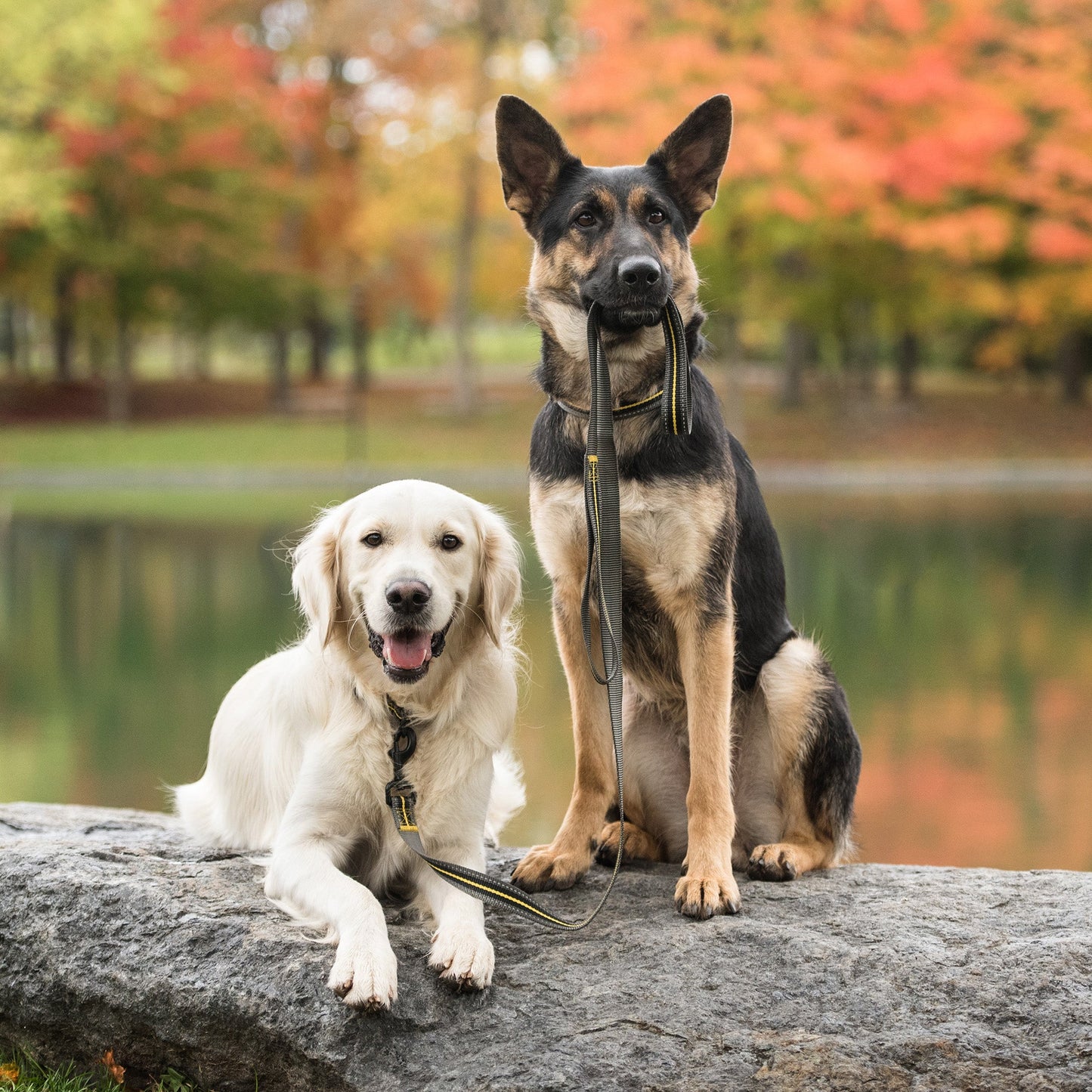 German Shepherd and Golden Retriever dogs wearing US Army dark camo leashes sitting on rocks in autumn outdoor setting