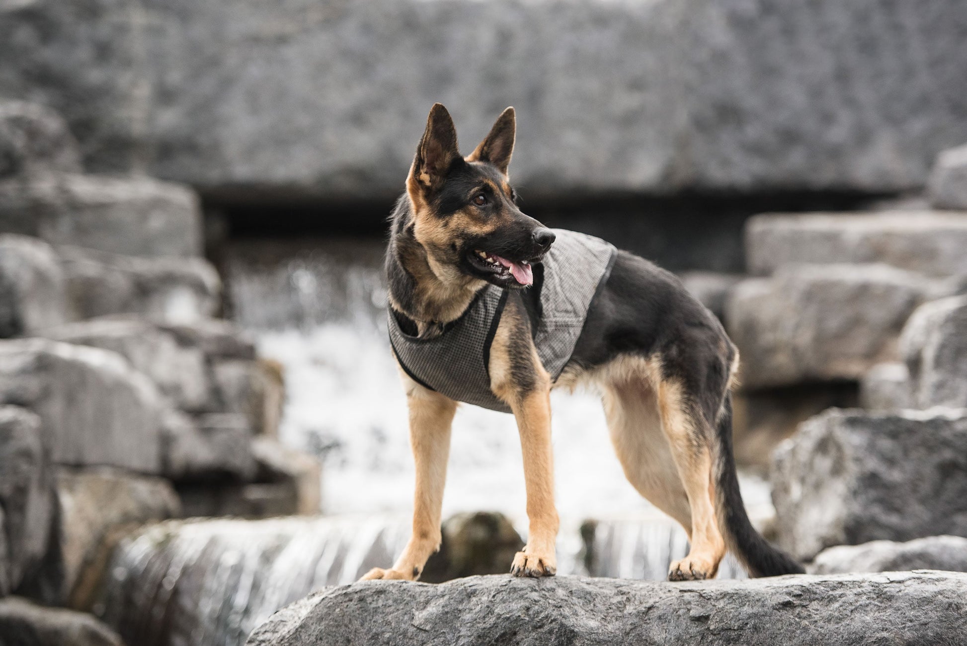 German Shepherd dog wearing grey US Army cooling vest outdoors by water on rocky terrain