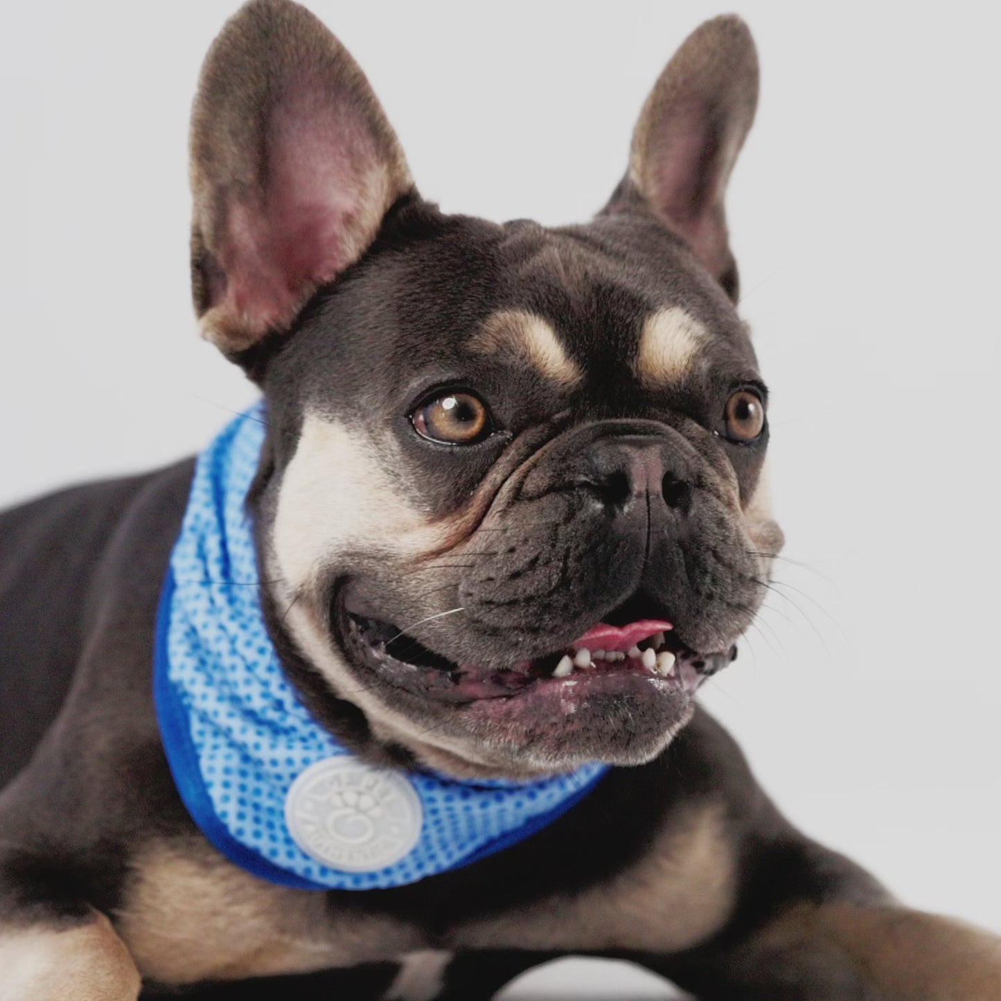Dog Bandana – ICE BAND Cooling COOLFRESH Blue