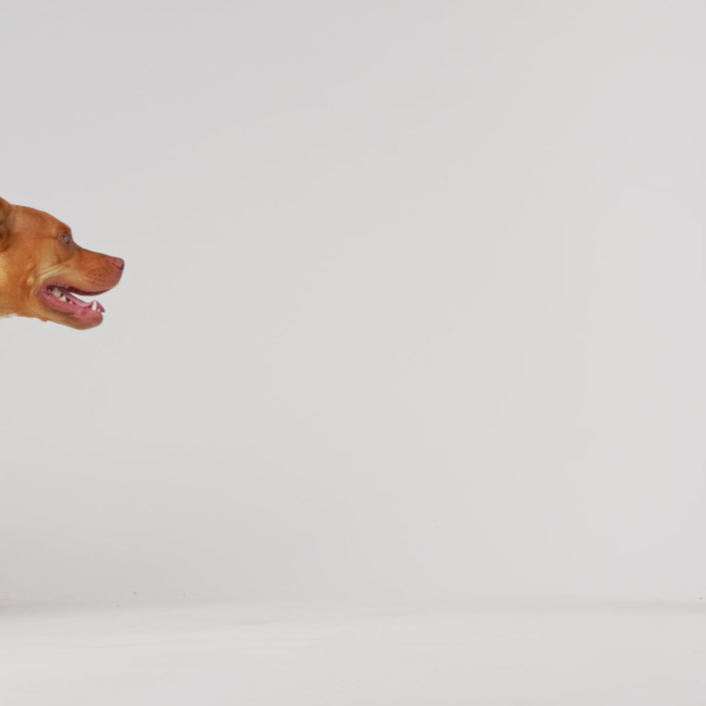 Dog Raincoat – Reversible Waterproof Hood